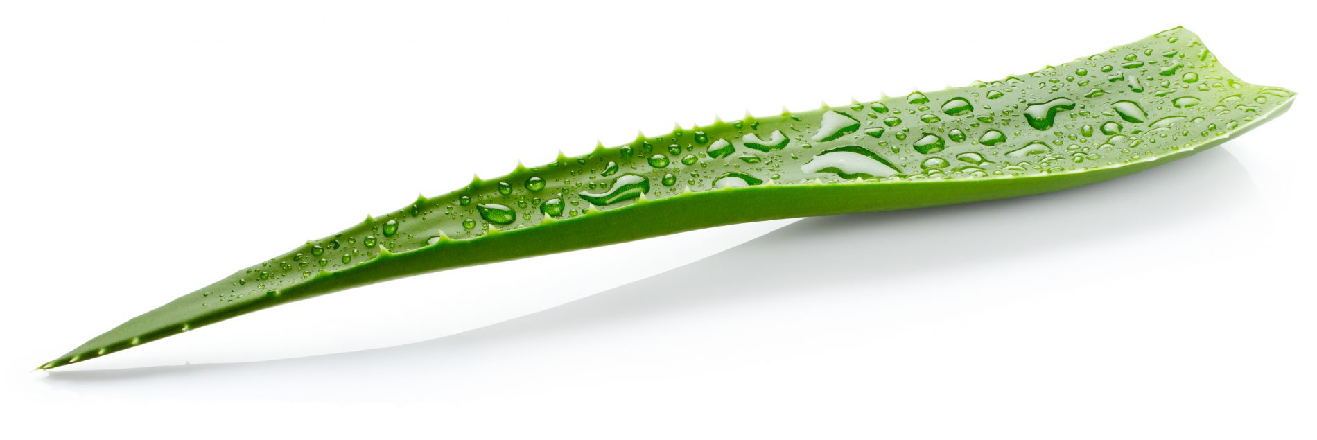 Dermatite seborroica: cos’è, cause, sintomi, quanto dura, trattamenti e rimedi naturali 8 dermatite seborroica: aloe vera