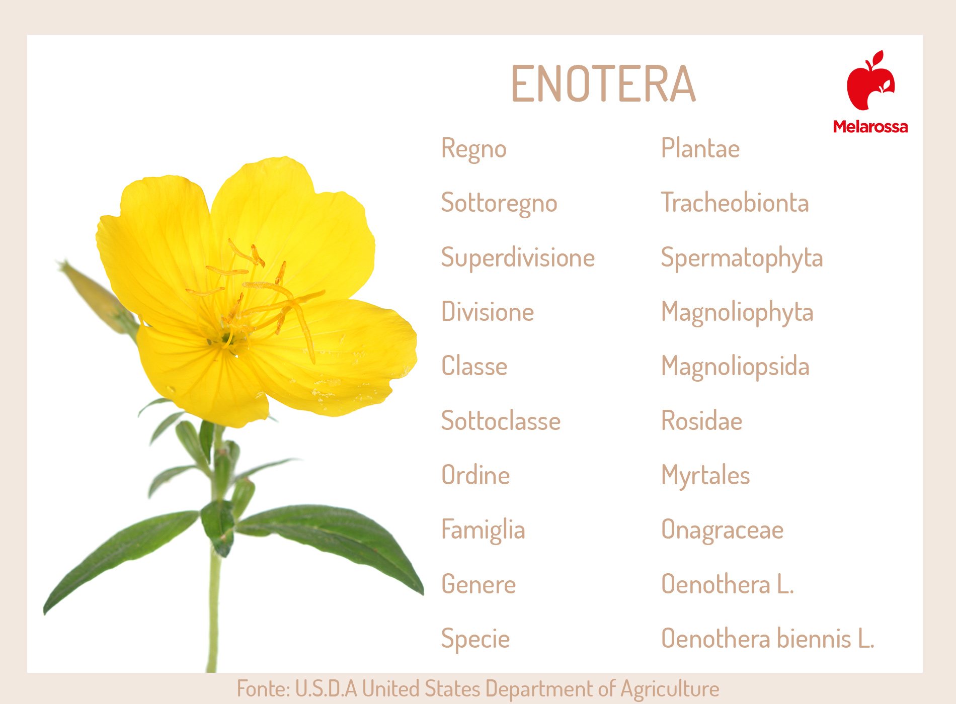 Olio di enotera: la pianta delle donne tra proprietà, benefici, modalità d'uso e controindicazioni 10 enotera: botanica