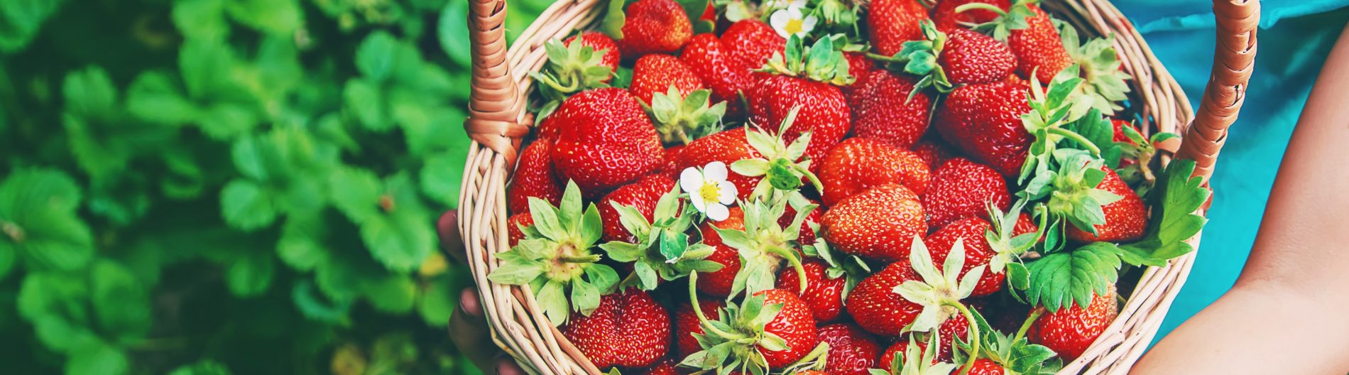 Fragole: cosa sono, calorie e valori nutrizionali benefici e le migliori ricette 12 fragole: botanica