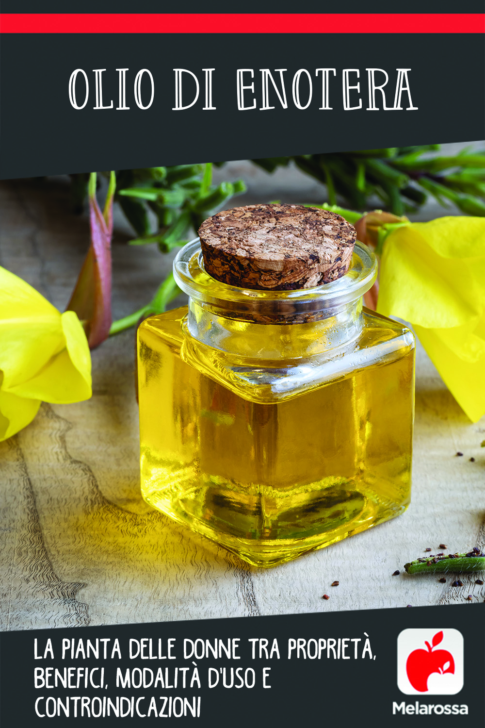 Olio di enotera: la pianta delle donne tra proprietà, benefici, modalità d'uso e controindicazioni 12 olio di enotera: cos'è, come assumerlo, benefici e controindicazioni
