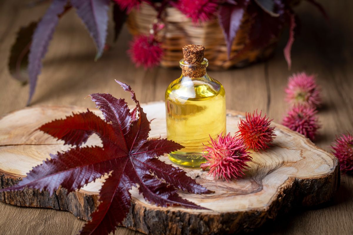 Olio di ricino: cos'è, proprietà, benefici, usi, ricette di bellezza, controindicazioni 3 olio di ricino: a cosa serve?
