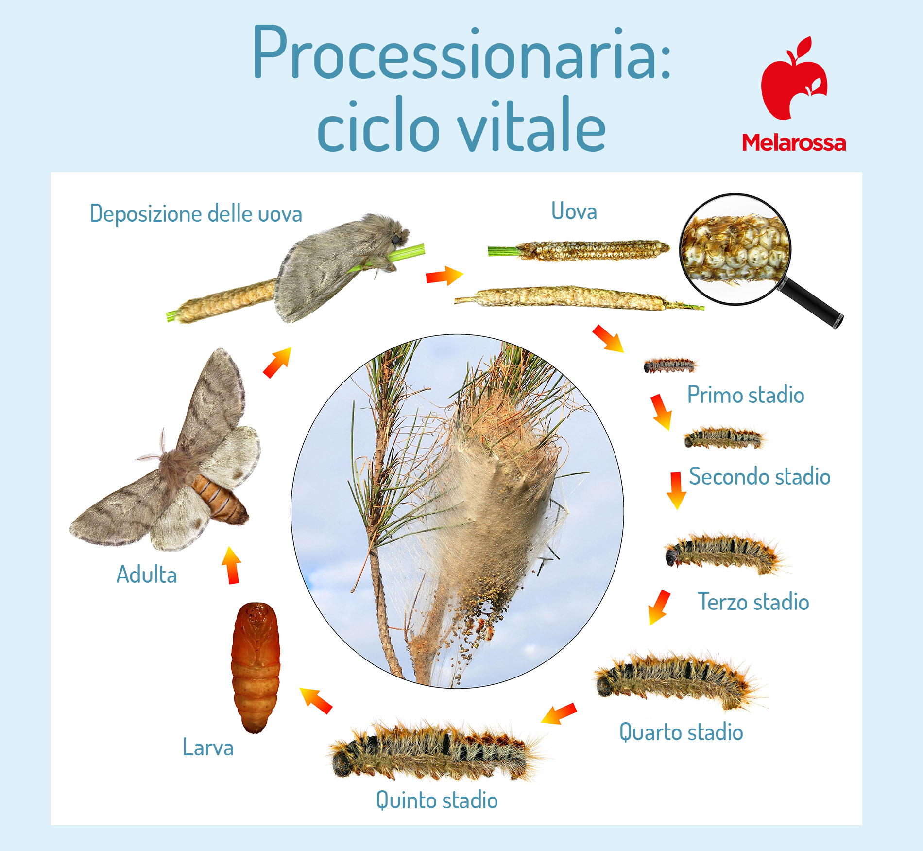 Processionaria: cos’è, rischi per l'uomo e il cane, cosa fare e come eliminarla dalle piante 2 processionaria: ciclo vitale