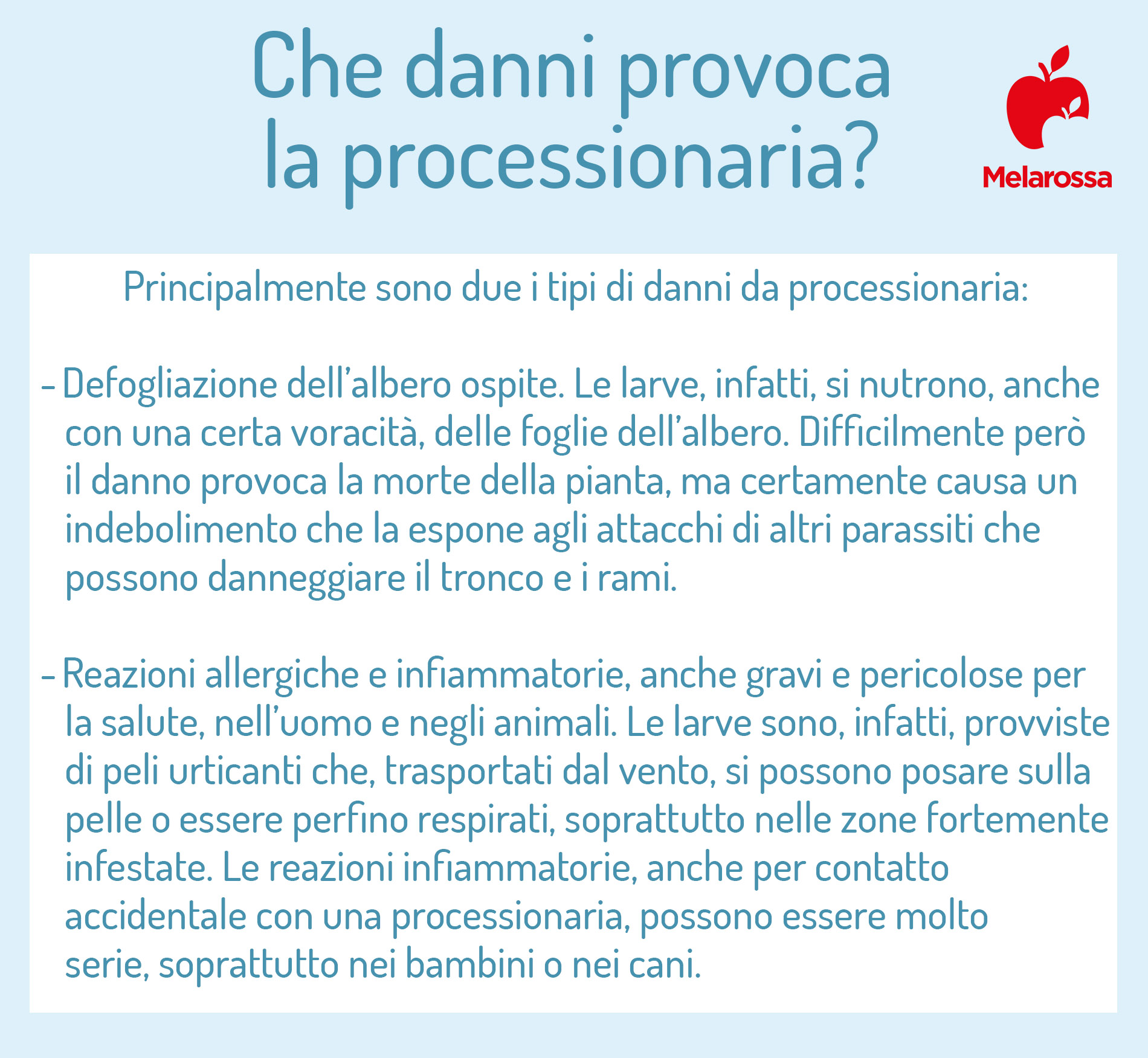 Processionaria: cos’è, rischi per l'uomo e il cane, cosa fare e come eliminarla dalle piante 3 processionaria danni 1