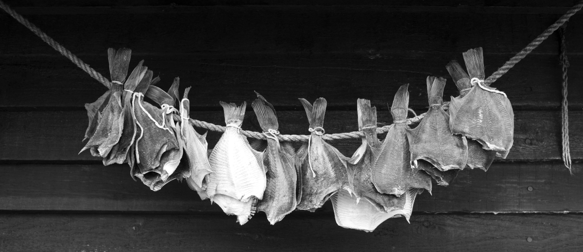 Stoccafisso: cos'è, storia, caratteristiche, valori nutrizionali, benefici, preparazioni culinarie e ricette 14 stoccafisso: storia