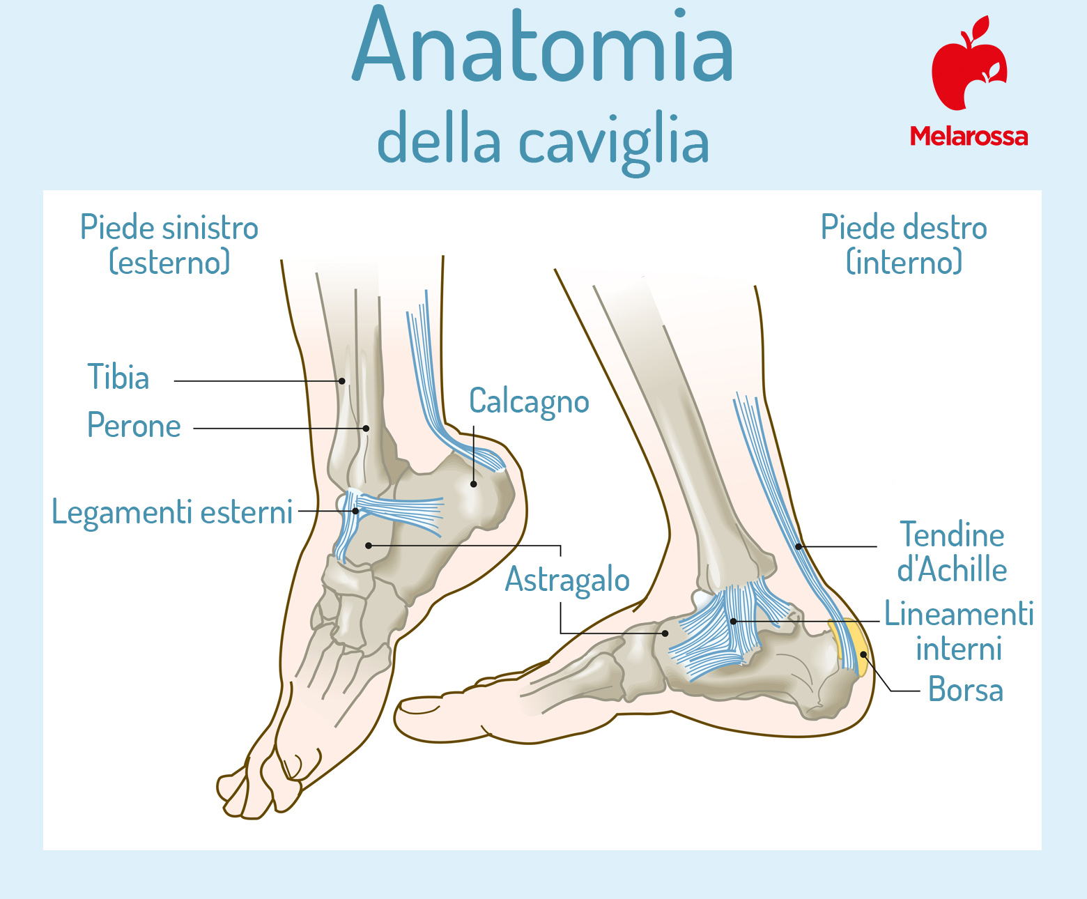 Tallonite: che cos'è, sintomi, quanto dura, cause, trattamenti e rimedi naturali per alleviare il dolore 1 tallonite: anatomia della caviglia