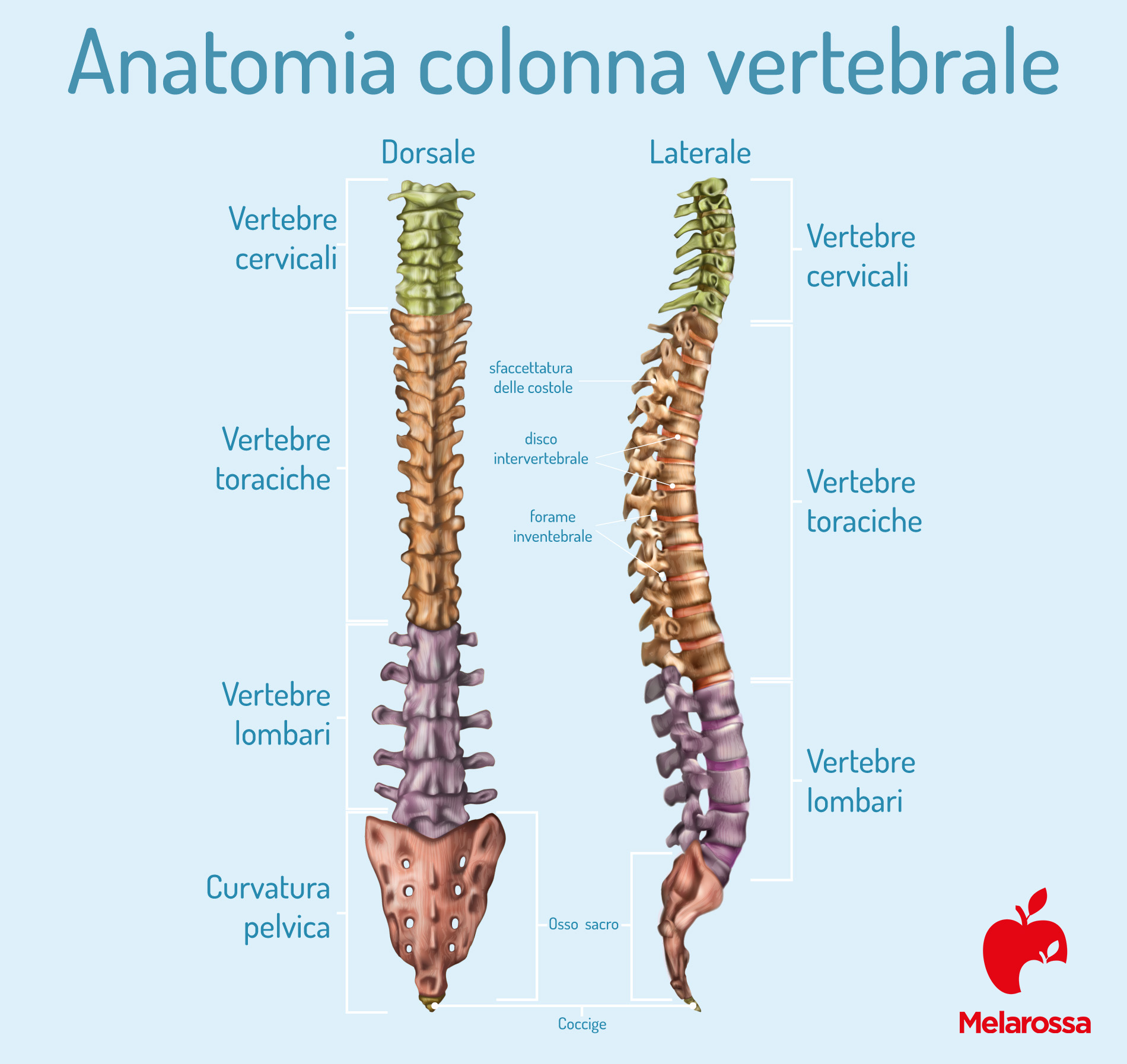 Mal di schiena: cos'è, tipi, sintomi, cause, quando preoccuparsi, trattamenti e prevenzione 1 anatomia della colonna vertebrale