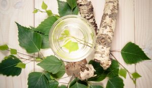Betulla: propriet&agrave;, benefici, linfa e controindicazioni