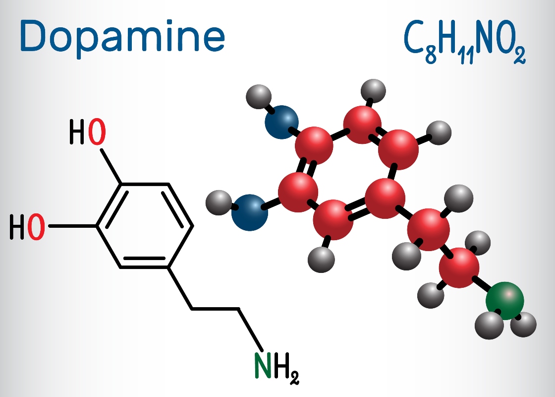 Dopamina: cos’è, sintesi, a cosa serve, quando viene prodotta, integratori e alimenti che ne favoriscono la produzione 1 dopamina: cos'è e come funziona
