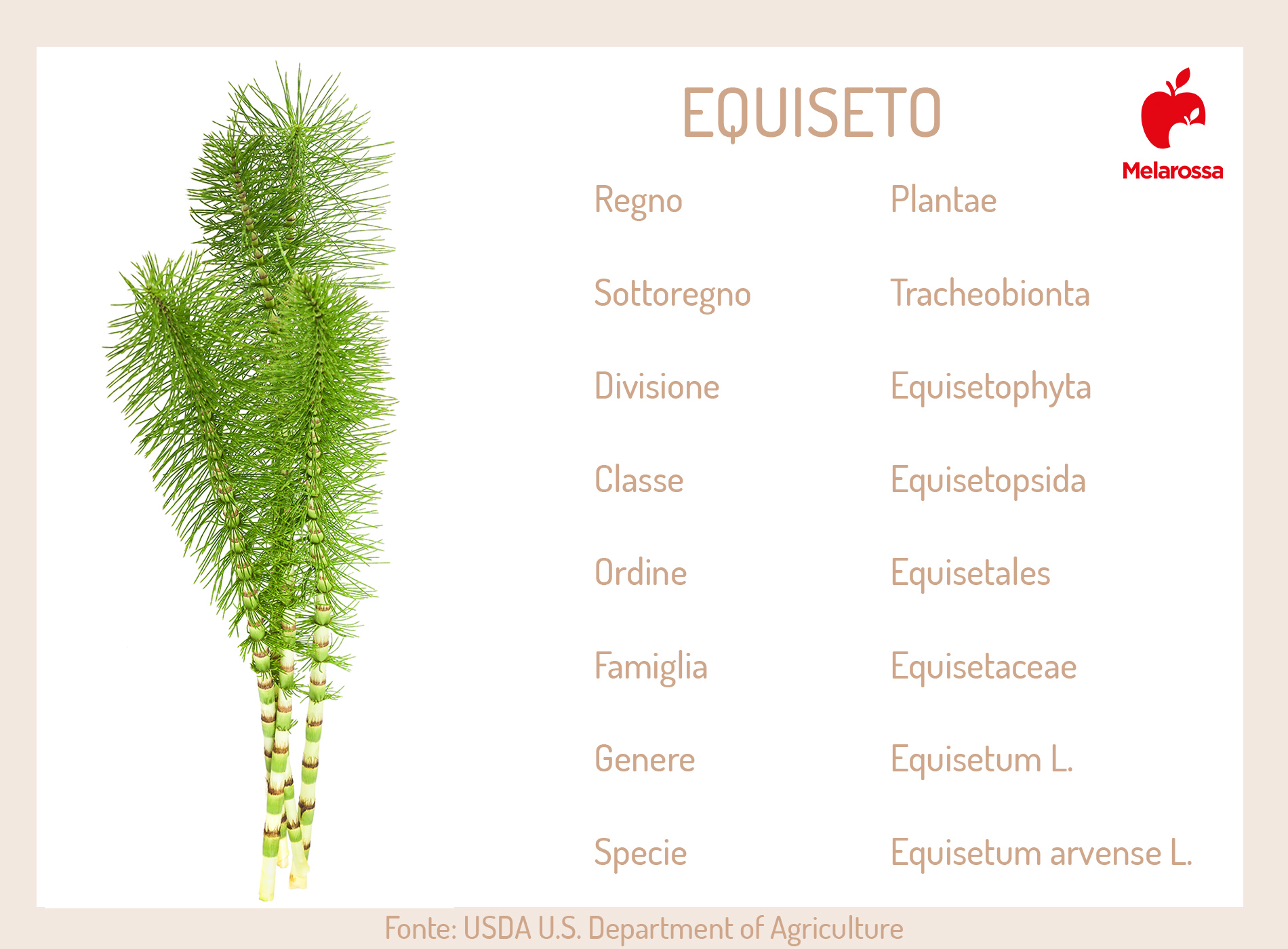 Equiseto: cos'è, a cosa serve, proprietà e benefici 9 equiseto o coda cavallina