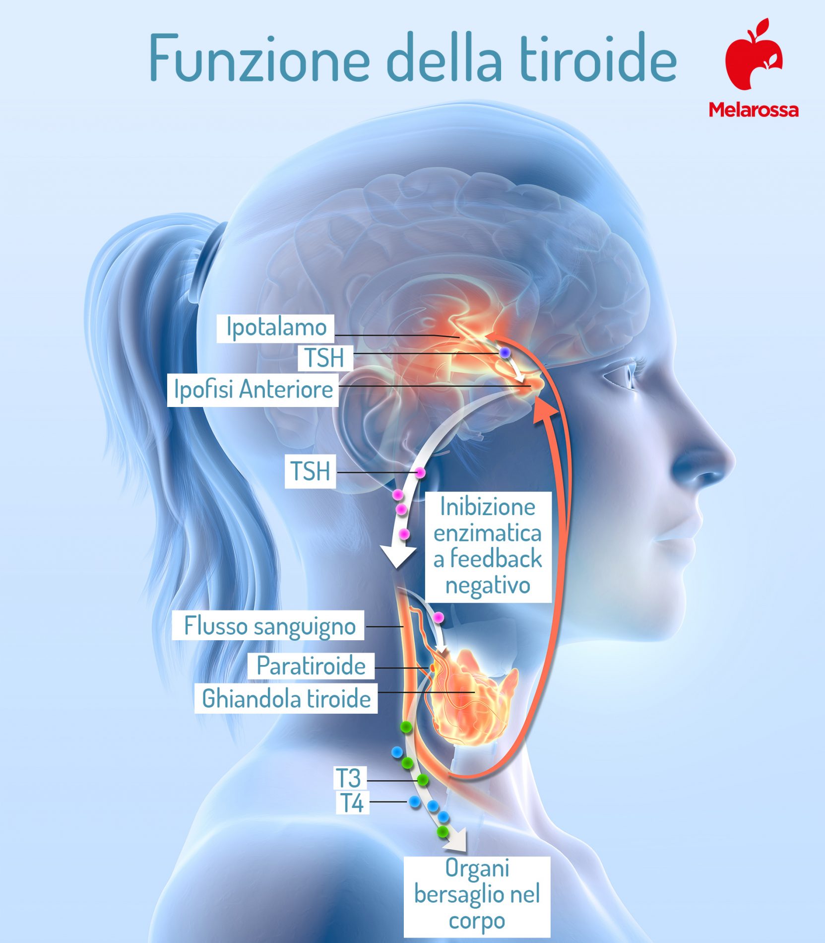 TSH (tireotropina): cos’è, come funziona l’esame, valori normali e cosa fare quando è alto o basso 1 TSH: funzione della tiroide
