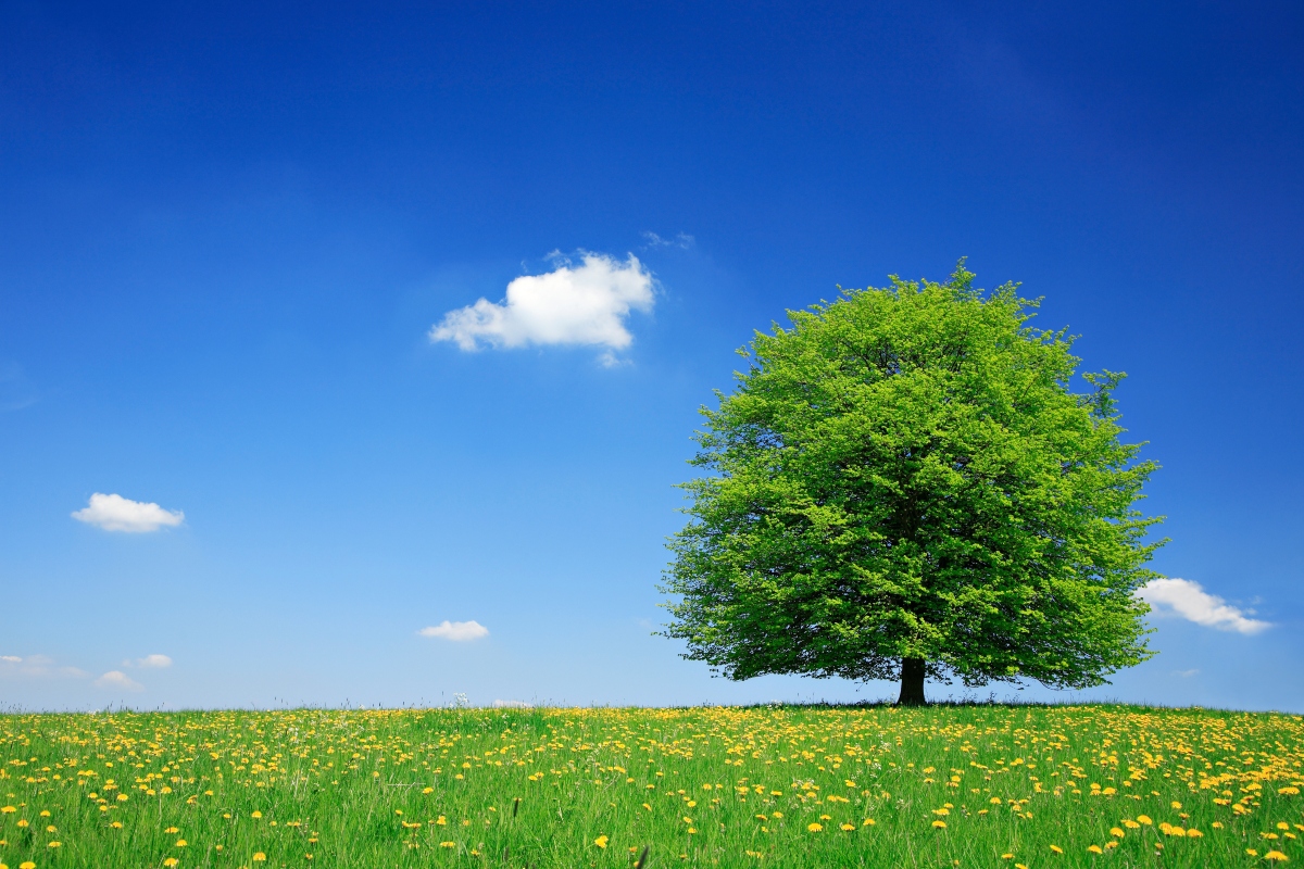 Tiglio: il fiore dell'estate tra proprietà, benefici, modalità d'uso e controindicazioni 13 albero del tiglio
