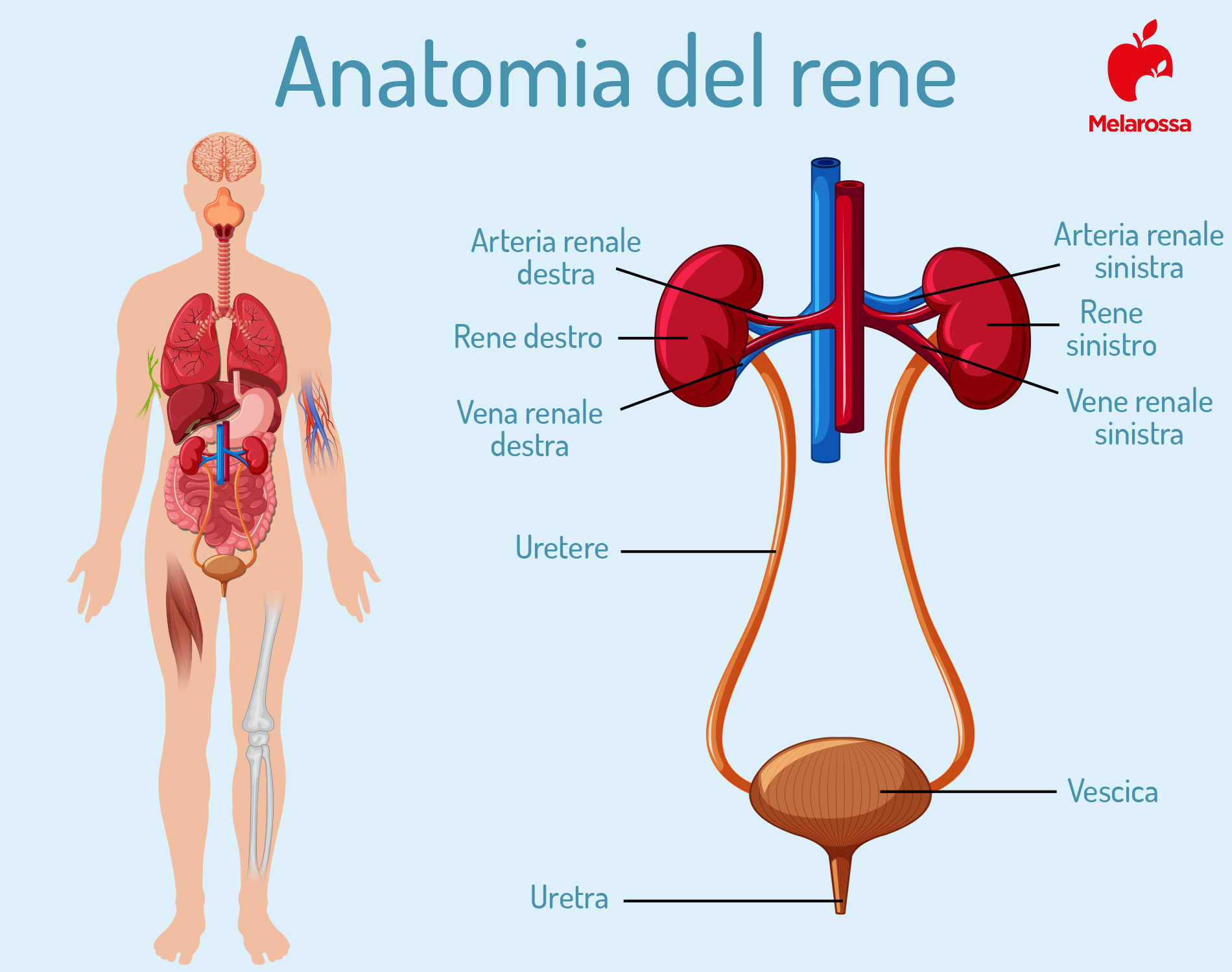 Azotemia: cos’è, perché e come si misura, risultati, valori alti e bassi, quando preoccuparsi, cure e diete 1 Azotemia: anatomia del rene