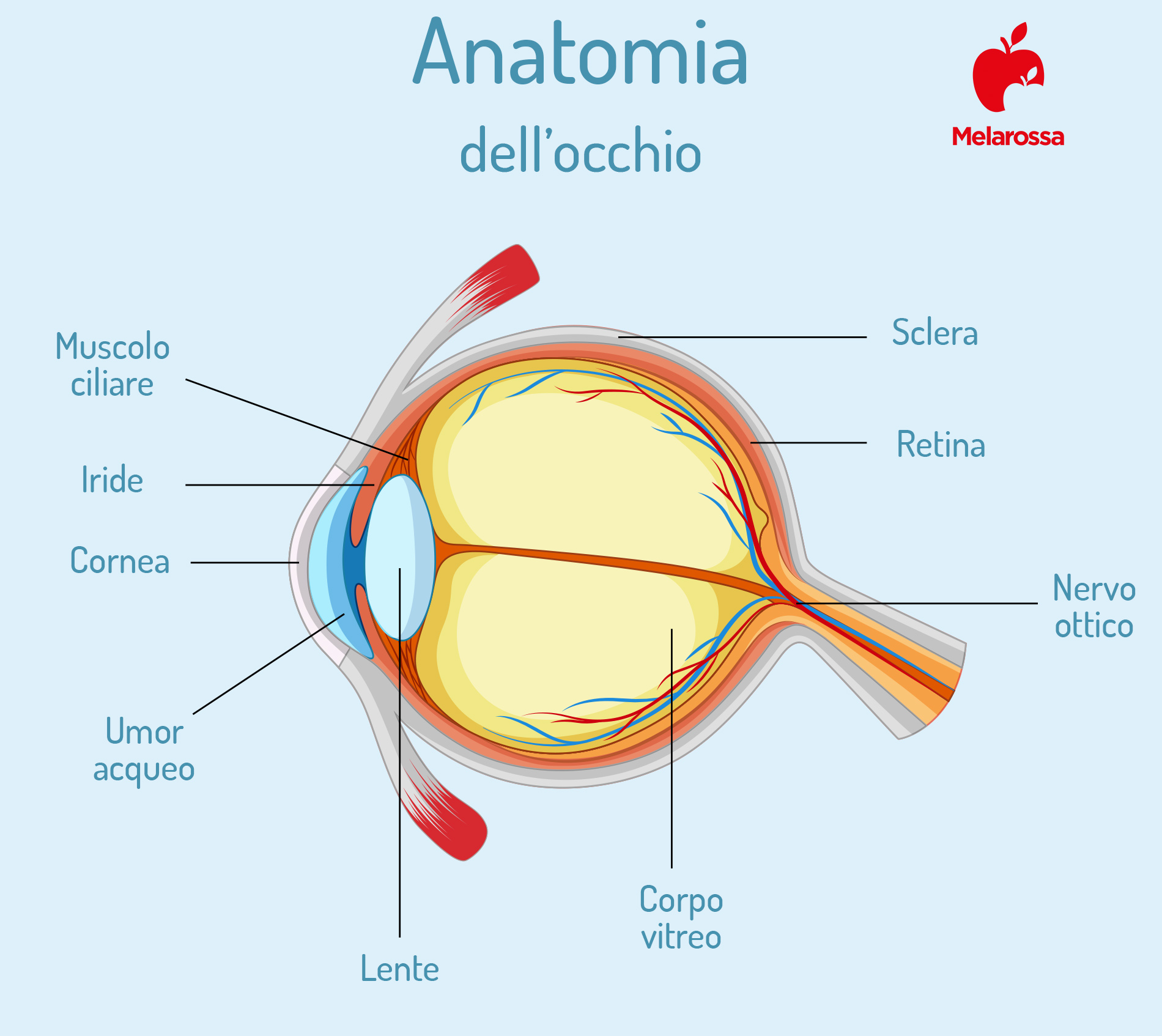 Cornea: cos’è, anatomia, funzioni, principali patologie, trattamenti e cure 1 cornea: anatomia dell'occhio
