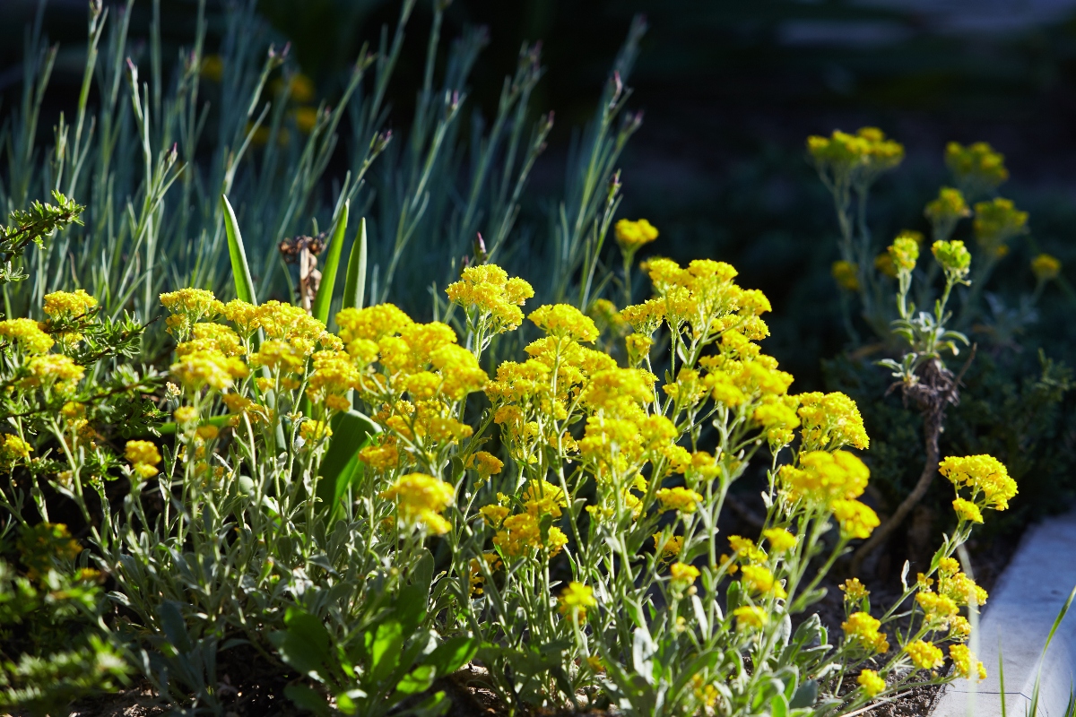 Elicriso: il fiore aromatico tra proprietà, benefici, ricette erboristiche, coltivazione ed usi in cucina 13 come coltivare l'elicriso