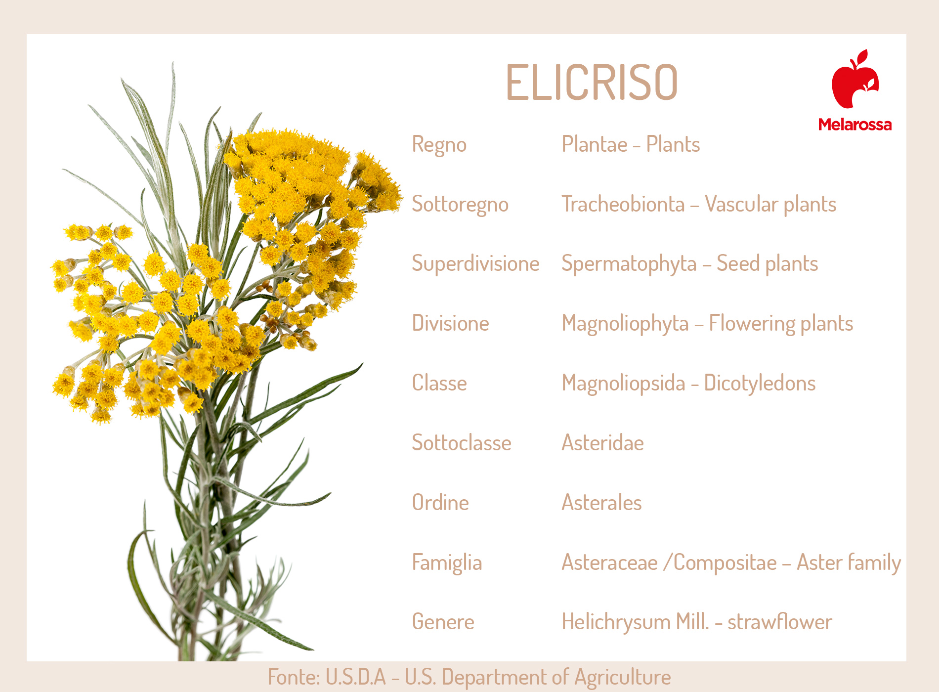 Elicriso: il fiore aromatico tra proprietà, benefici, ricette erboristiche, coltivazione ed usi in cucina 12 elicriso: pianta e botanica