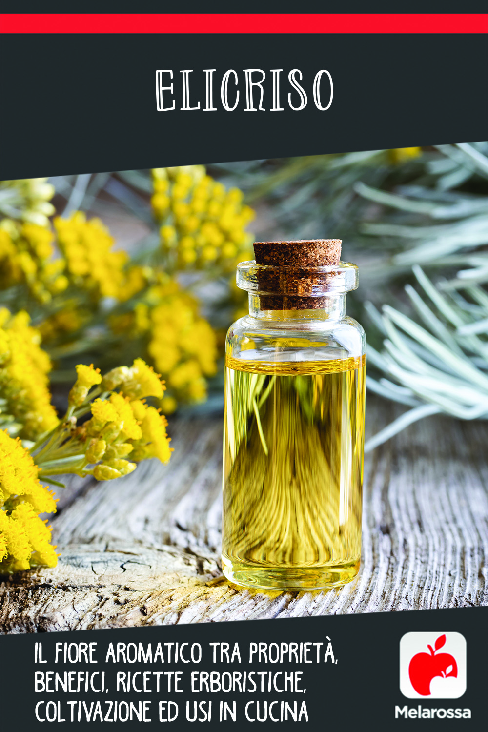 Elicriso: il fiore aromatico tra proprietà, benefici, ricette erboristiche, coltivazione ed usi in cucina 14 elicriso: che pianta è, usi, benefici, proprietà e controindicazioni