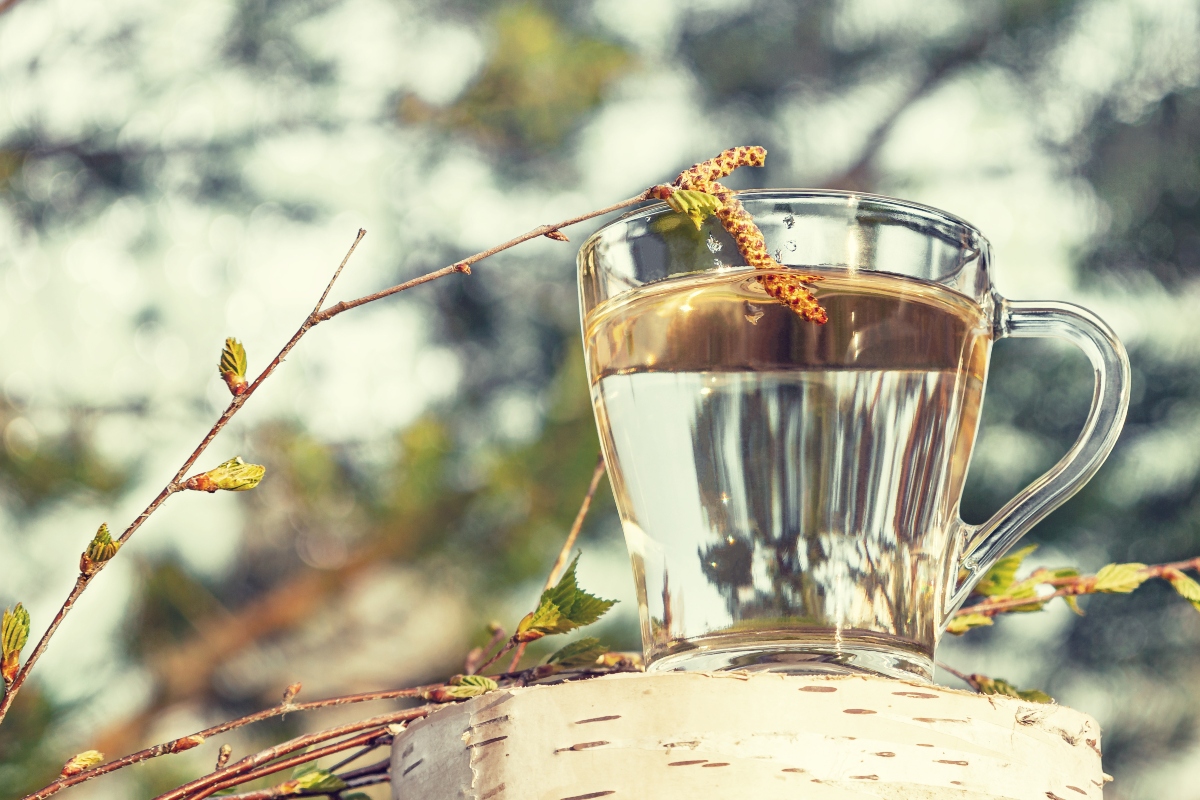 Linfa di betulla: cos’è, benefici, proprietà medicinali e nutrizionali, per cosa si usa, controindicazioni 3 linfa di betulla: benefici e effetto detox