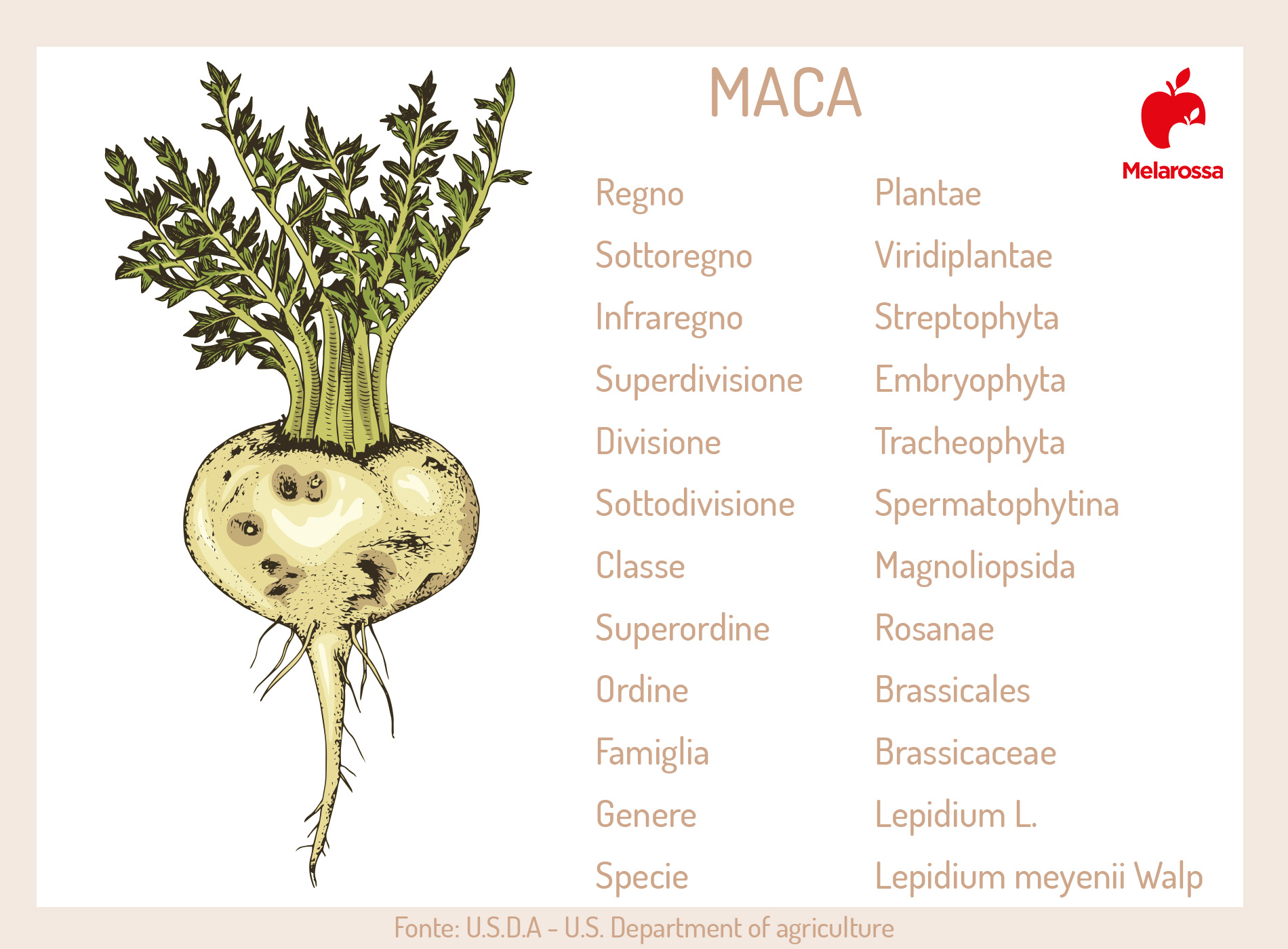 Maca: l'afrodisiaco naturale peruviano tra proprietà, benefici, valori nutrizionali, controindicazioni e modalità d'uso 13 maca: botanica