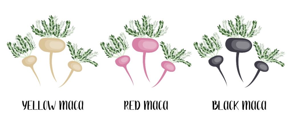 Maca: l'afrodisiaco naturale peruviano tra proprietà, benefici, valori nutrizionali, controindicazioni e modalità d'uso 1 maca varieta