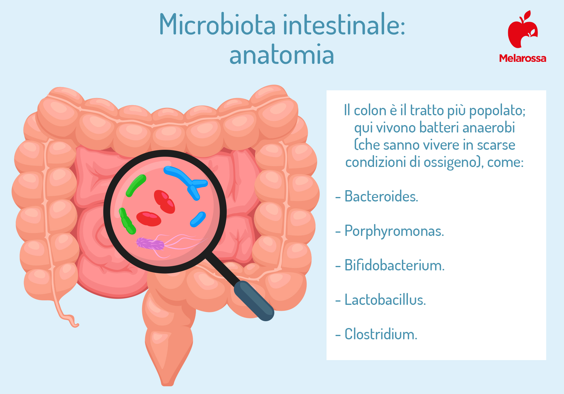 Microbiota intestinale: che cos’è, come influenza la salute, cosa mangiare per mantenerlo in buona salute 1 microbiota intestinale: anatomia