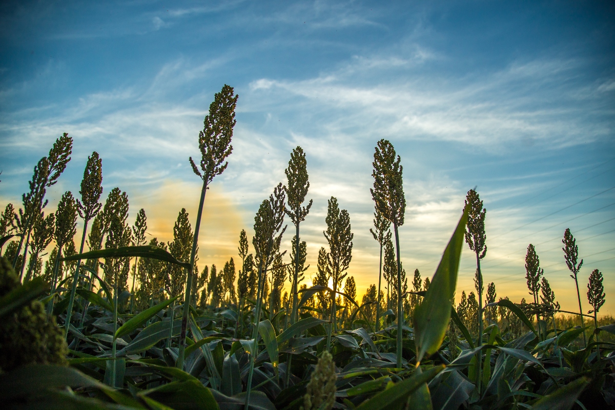 Sorgo, il cereale senza glutine: valori nutrizionali, come cuocerlo, usi in cucina e benefici 4 immagine di un campo di sorgo al tramonto
