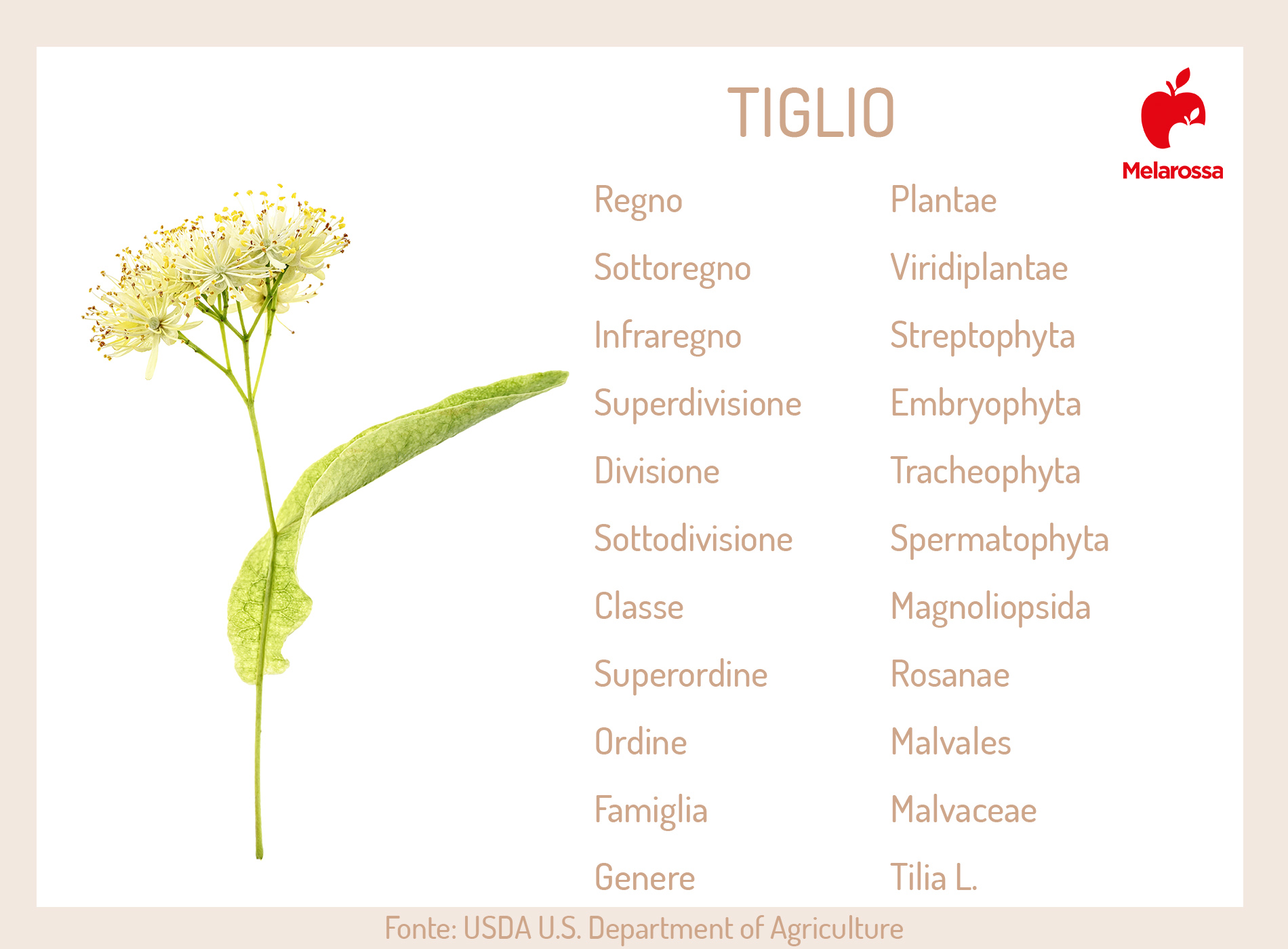 Tiglio: il fiore dell'estate tra proprietà, benefici, modalità d'uso e controindicazioni 15 tiglio: botanica