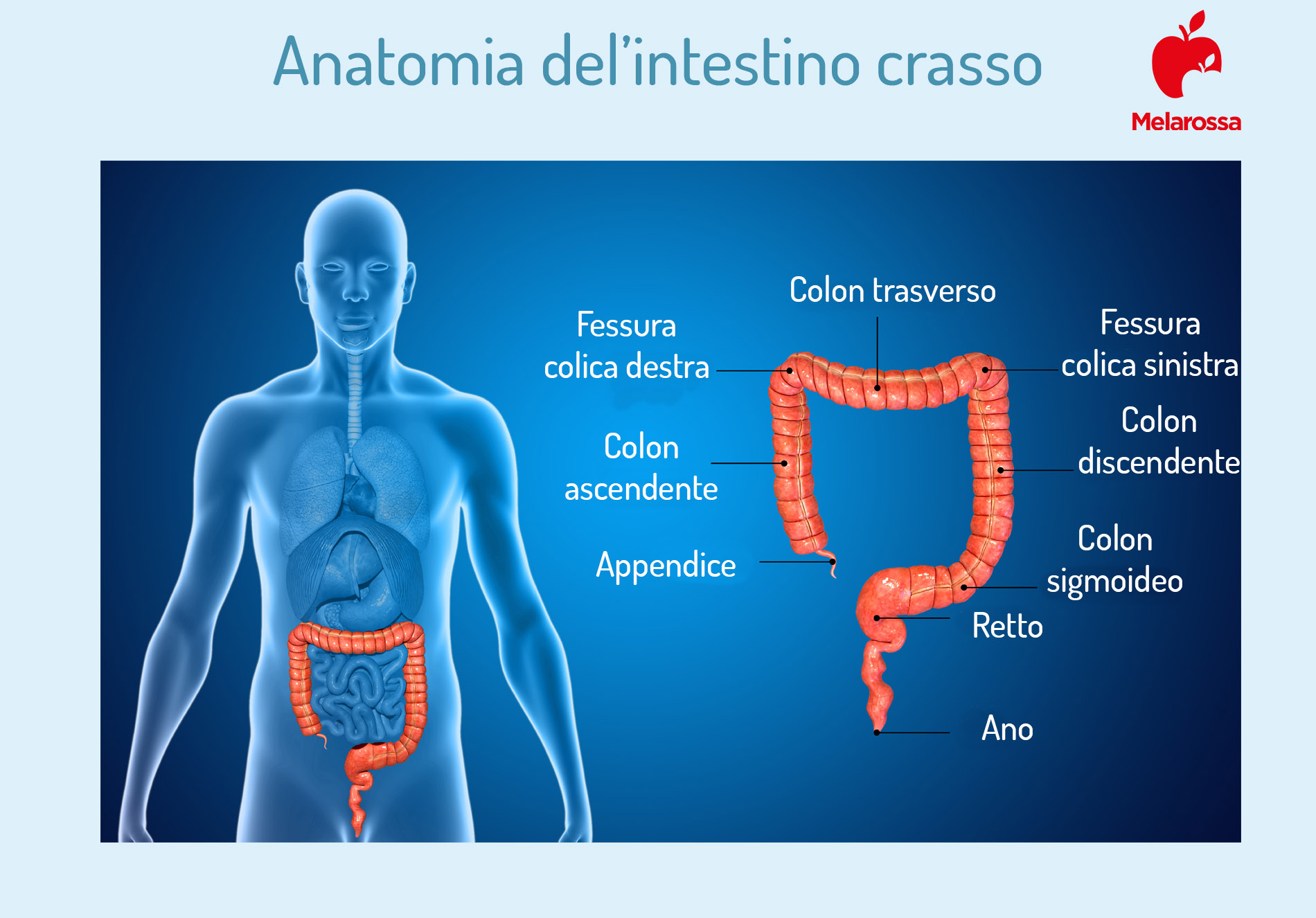 Colonscopia: cos’è, cosa si vede, a cosa serve e quanto è dolorosa 1 colonscopia: anatomia del colon
