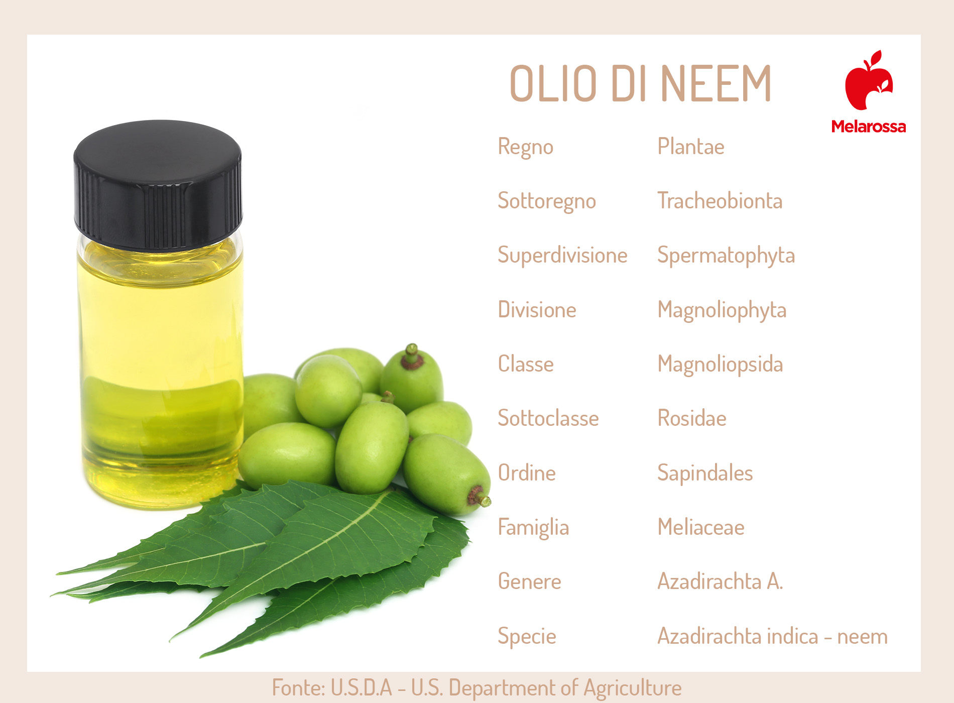 Olio di Neem: che cos'è, a cosa serve, usi e controindicazioni 1 olio di neem cos'è