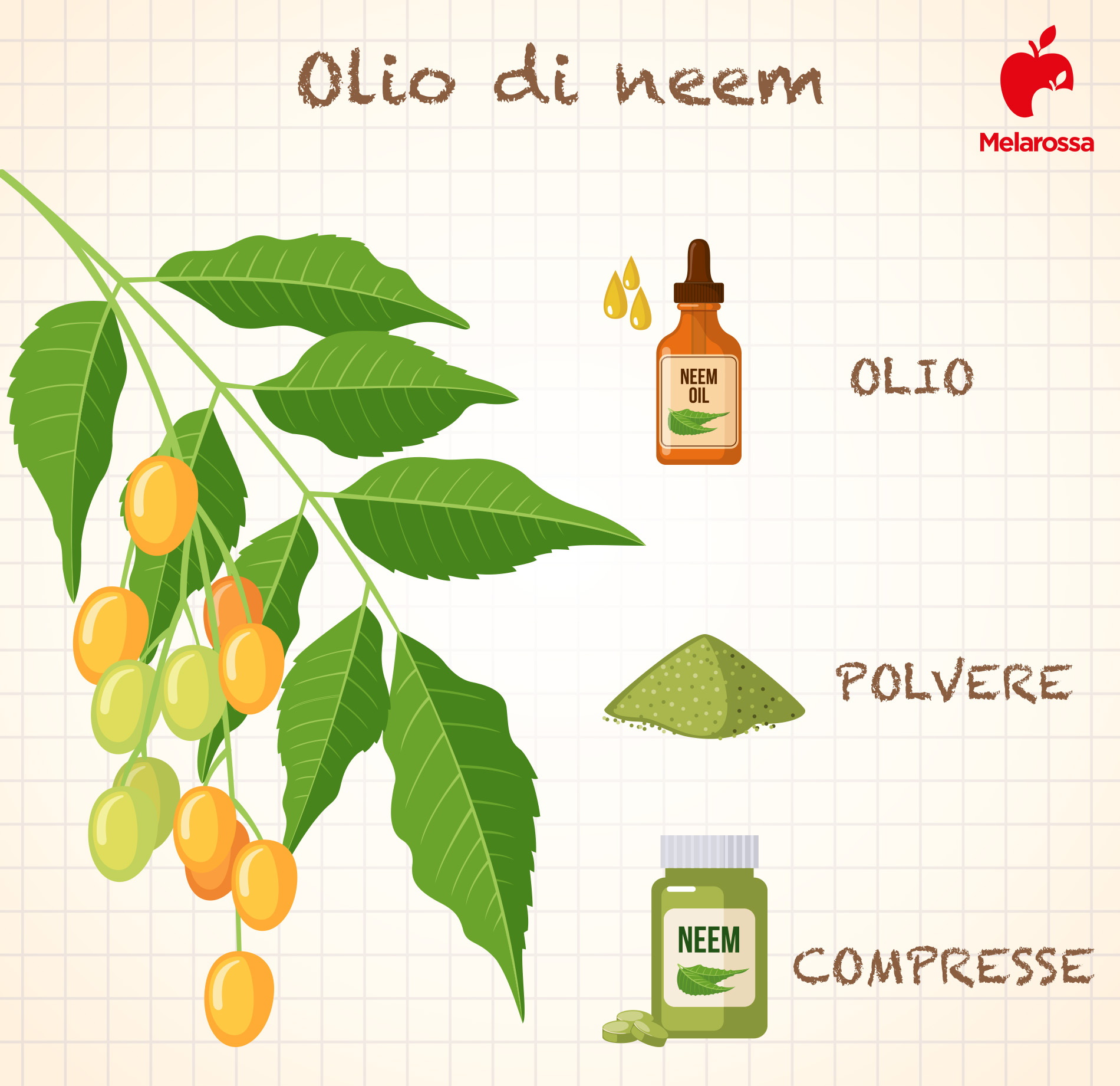 Olio di Neem: che cos'è, a cosa serve, usi e controindicazioni 2 olio di neem in polvere o compresse