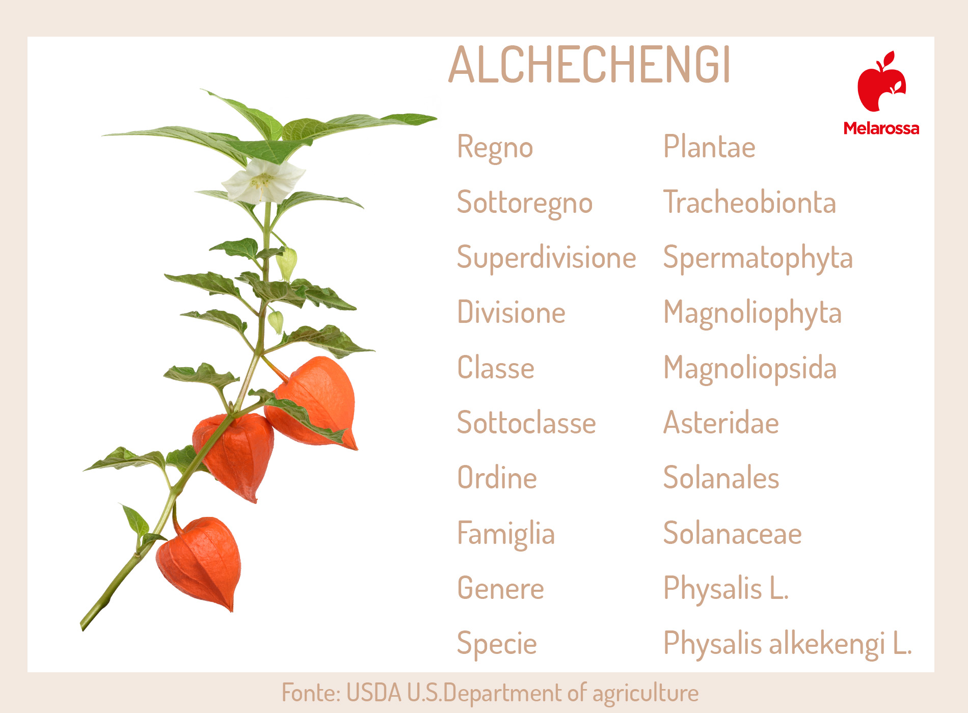 Alchechengi: la lanterna cinese tra proprietà, benefici, valori nutrizionali, usi in cucina e in erboristeria 12 alchechengi: botanica