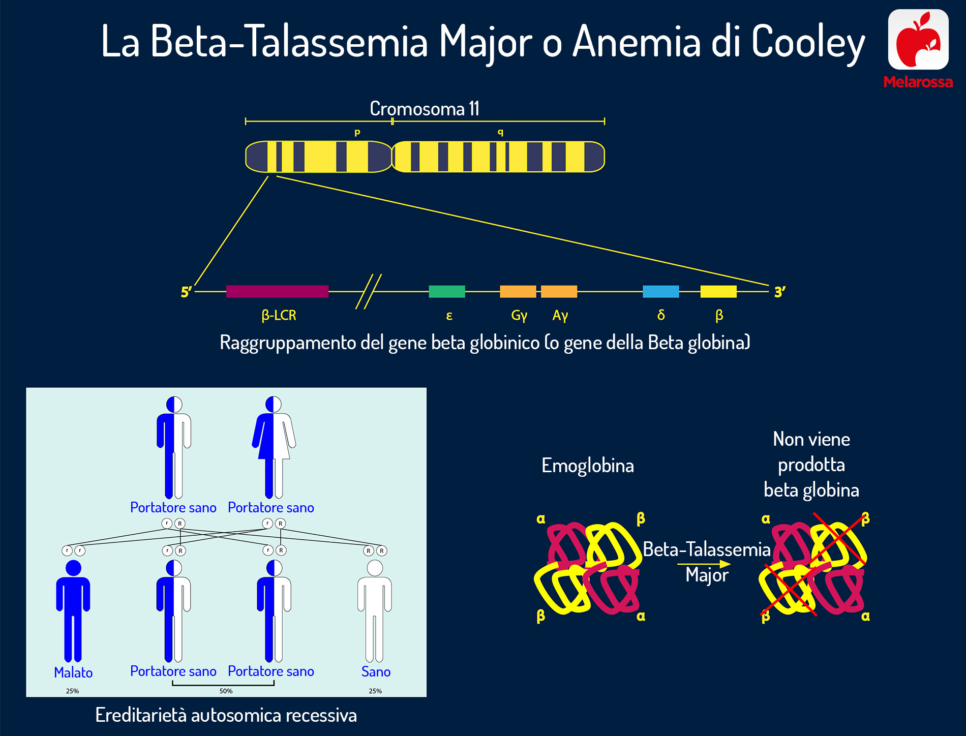 Anemia mediterranea: cos’è, cause, sintomi, classificazione, diagnosi, cure e cosa mangiare 2 anemia mediterranea: portatore sano
