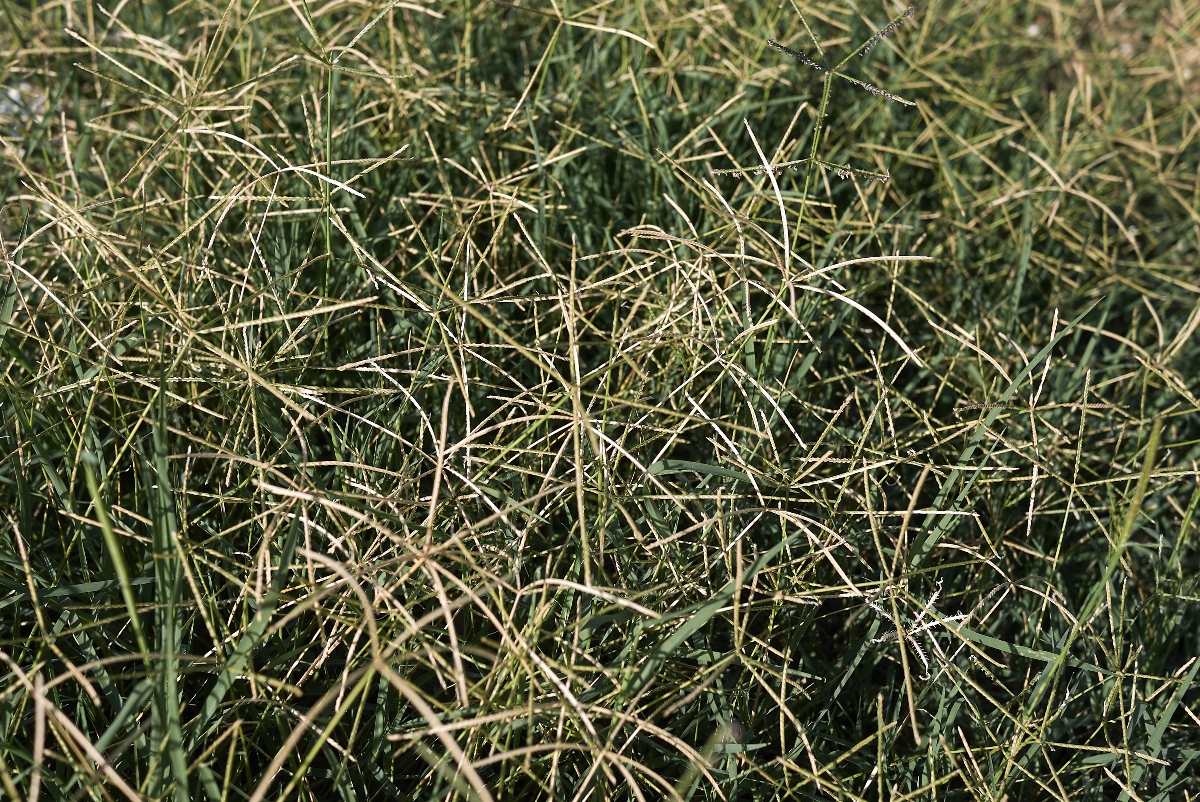 Gramigna: l'erba infestante tra proprietà, benefici, controindicazioni, modalità d'uso e botanica 2 gramigna: che cos'è