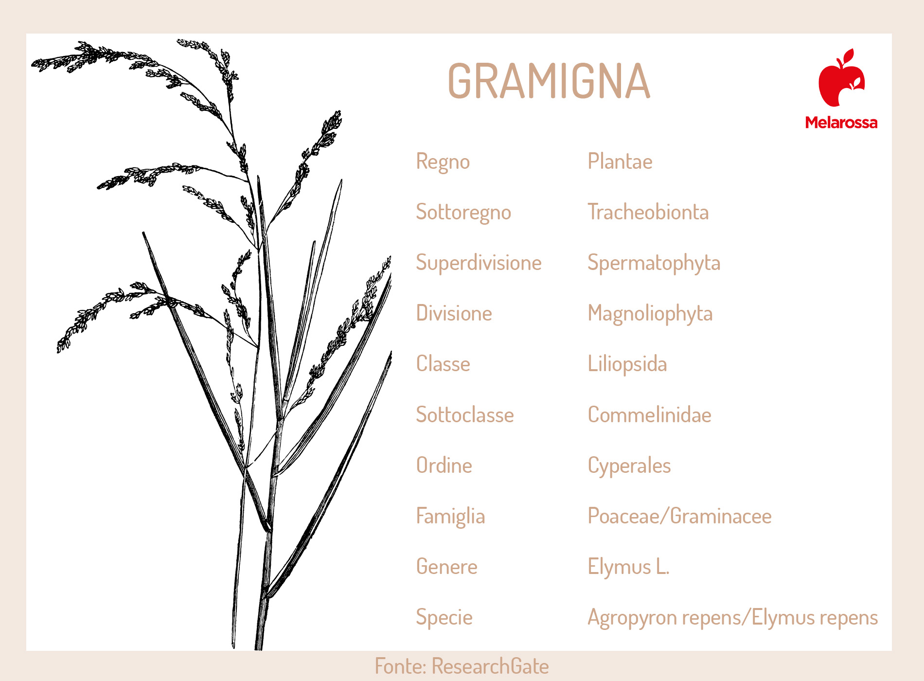 Gramigna: l'erba infestante tra proprietà, benefici, controindicazioni, modalità d'uso e botanica 10 gramigna: Botanica