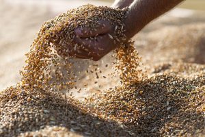 Grano Senatore Cappelli: cos&rsquo;&egrave;, propriet&agrave;, benefici e valori nutrizionali