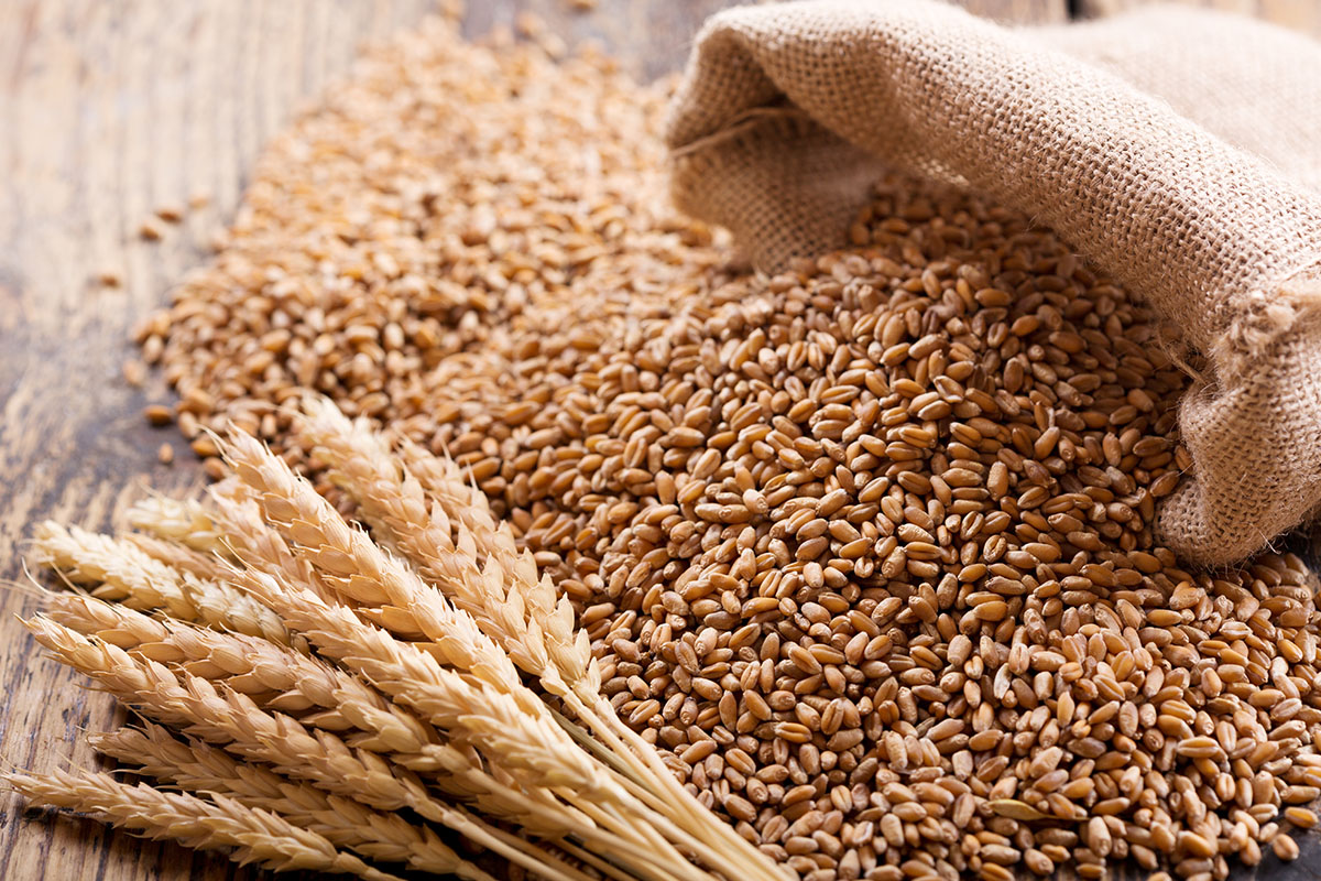 Grano Senatore Cappelli: cos'è, proprietà, benefici e valori nutrizionali 1 Grano senatore cappelli: benefici