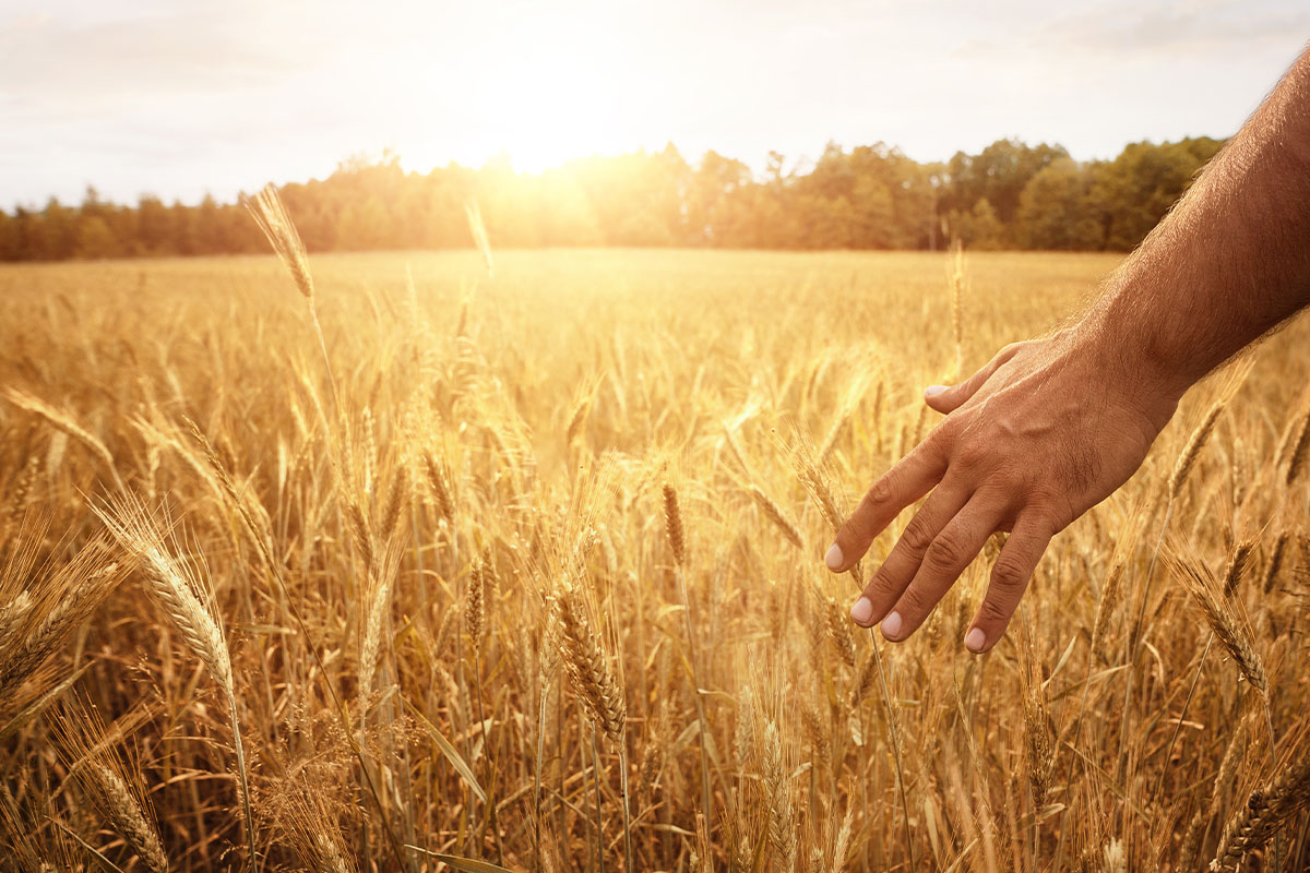 Grano Senatore Cappelli: cos'è, proprietà, benefici e valori nutrizionali 3 Grano senatore cappelli: controindicazioni