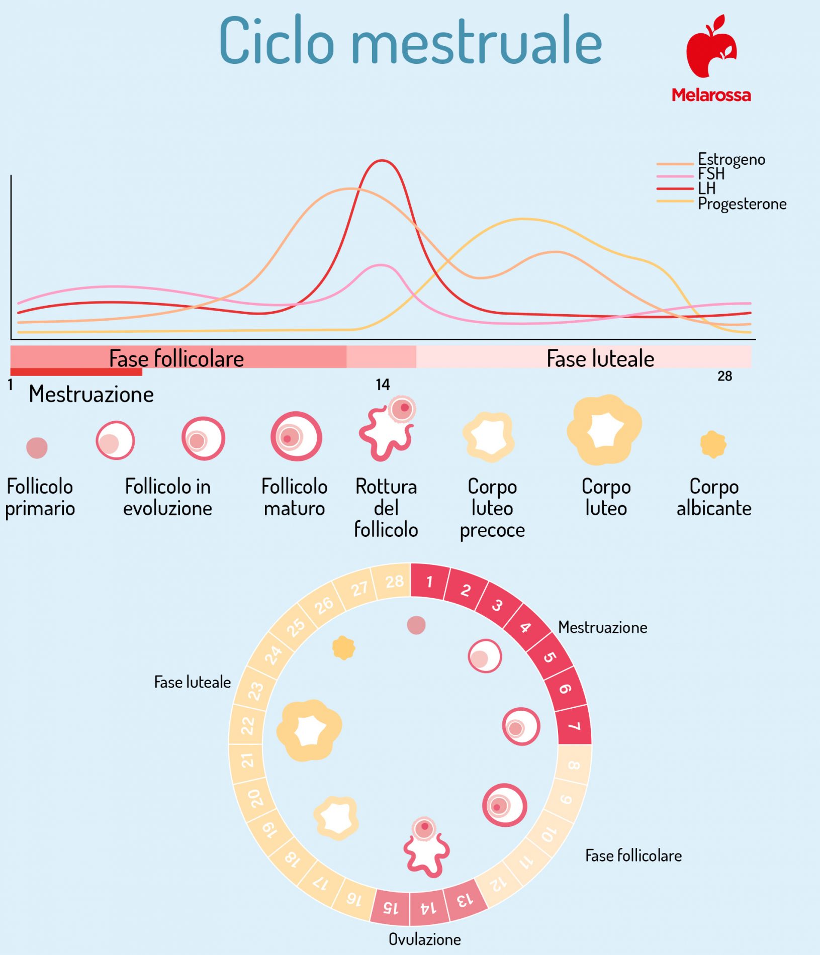 Progesterone: cos’è, a cosa serve, tabella di valori, cibi per aumentarlo, a cosa serve in gravidanza 2 progesterone durante il ciclo mestruale