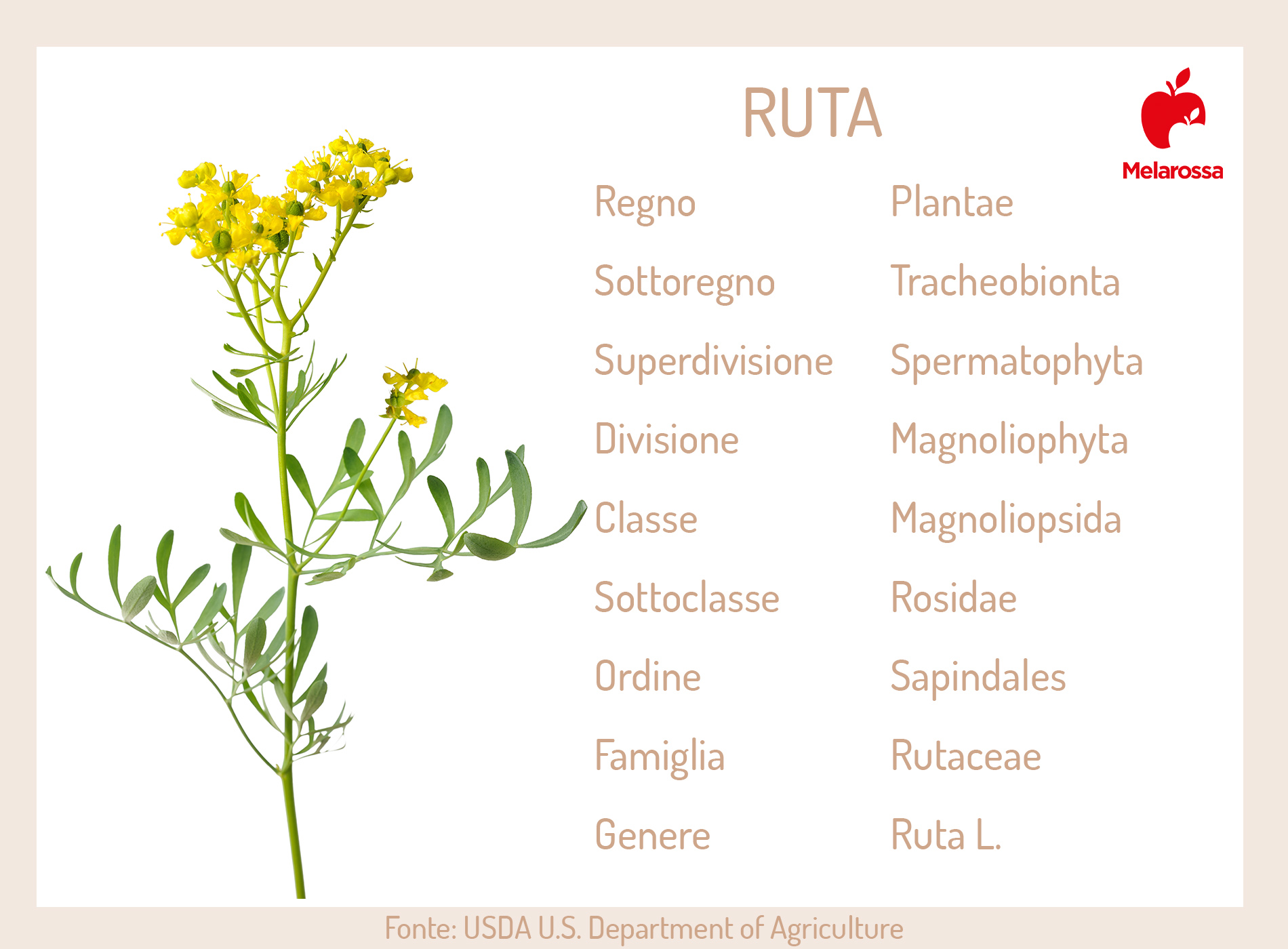 Ruta: cos'è, proprietà terapeutiche, benefici, usi, controindicazioni, botanica 10 Ruta: botanica