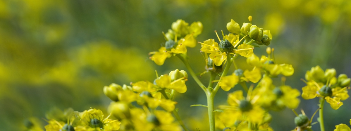Ruta: cos'è, proprietà terapeutiche, benefici, usi, controindicazioni, botanica 2 ruta: composti chimici