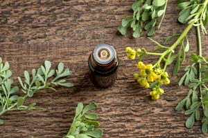 Ruta: cos&rsquo;&egrave;, propriet&agrave; terapeutiche, benefici, usi, controindicazioni, botanica