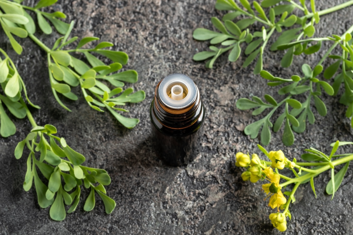 Ruta: cos'è, proprietà terapeutiche, benefici, usi, controindicazioni, botanica 9 ruta: guida all'acquisto