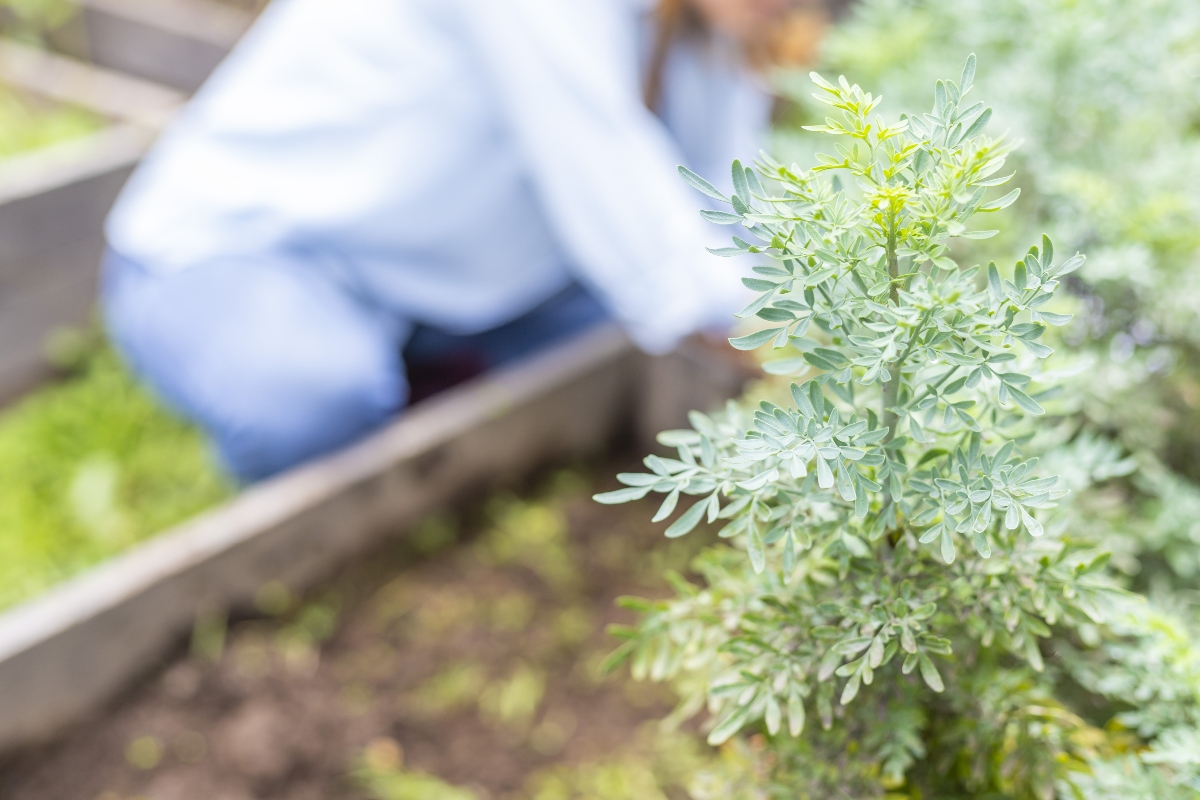 Ruta: cos'è, proprietà terapeutiche, benefici, usi, controindicazioni, botanica 11 ruta pianta