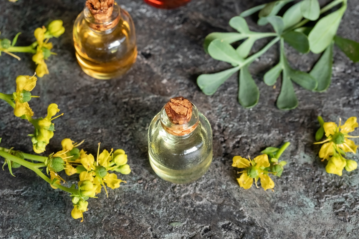 Ruta: cos'è, proprietà terapeutiche, benefici, usi, controindicazioni, botanica 3 ruta: proprietà terapeutiche