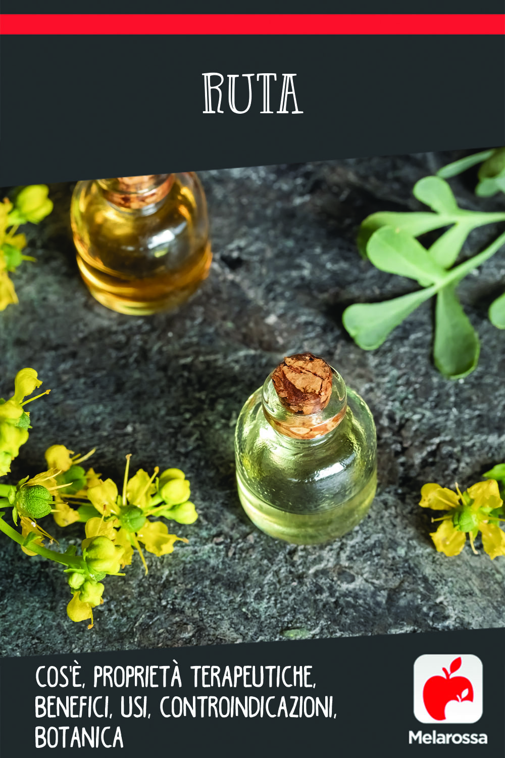Ruta: cos'è, proprietà terapeutiche, benefici, usi, controindicazioni, botanica 13 Ruta cos'è, proprietà e benefici