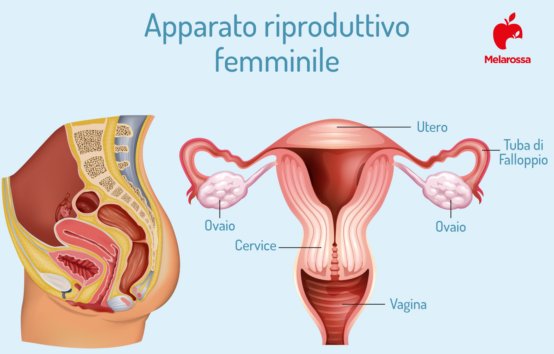 Amenorrea: che cos'è, cause, sintomi, diagnosi e cosa fare se non arriva il ciclo 1 amenorrea: anatomia