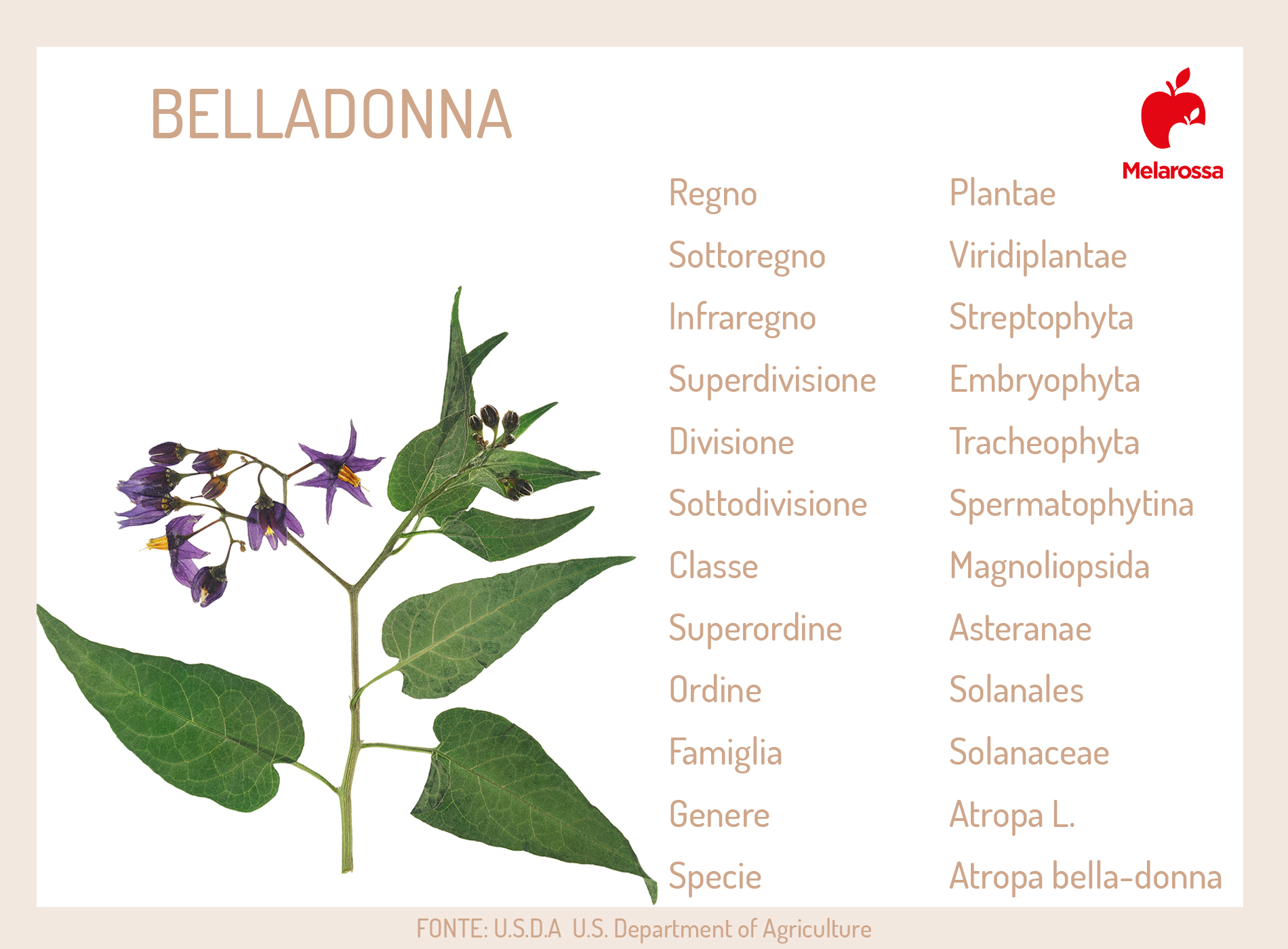 Belladonna: proprietà, principi attivi, botanica, usi terapeutici, controindicazioni 2 belladonna: parti utilizzate in erboristeria