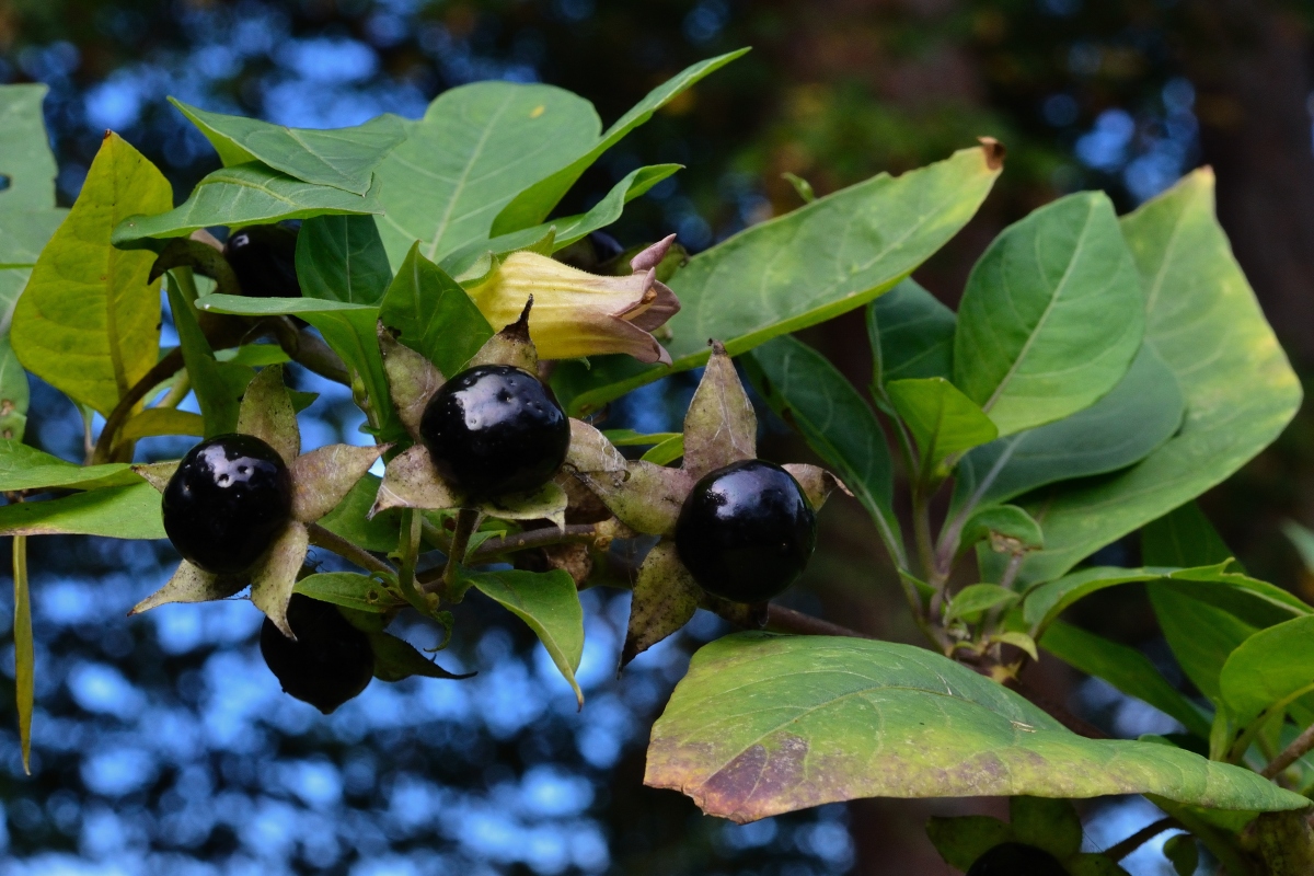 Belladonna: proprietà, principi attivi, botanica, usi terapeutici, controindicazioni 10 belladonna: botanica