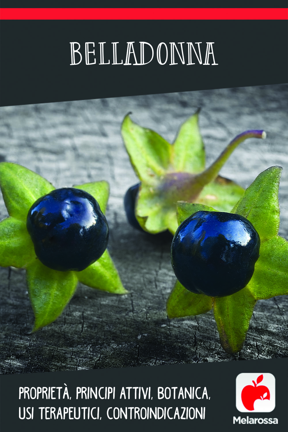 Belladonna: proprietà, principi attivi, botanica, usi terapeutici, controindicazioni 11 Belladonna: proprietà, principi attivi, botanica, usi terapeutici, controindicazioni