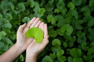 Centella asiatica: benefici, propriet&agrave; e a cosa serve