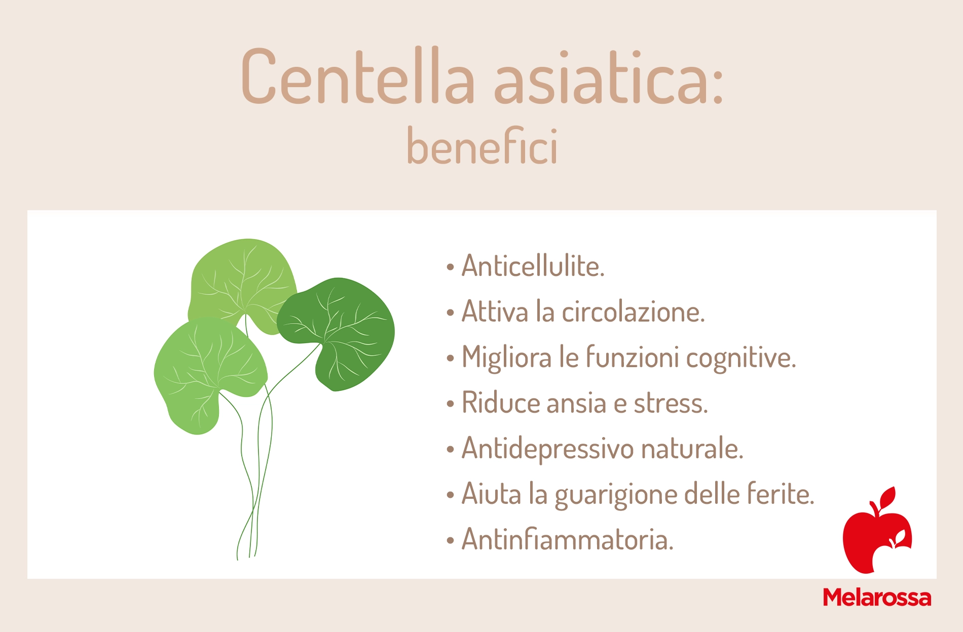 Centella asiatica: benefici, proprietà e a cosa serve 1 Una grafica sui benefici della centella asiatica